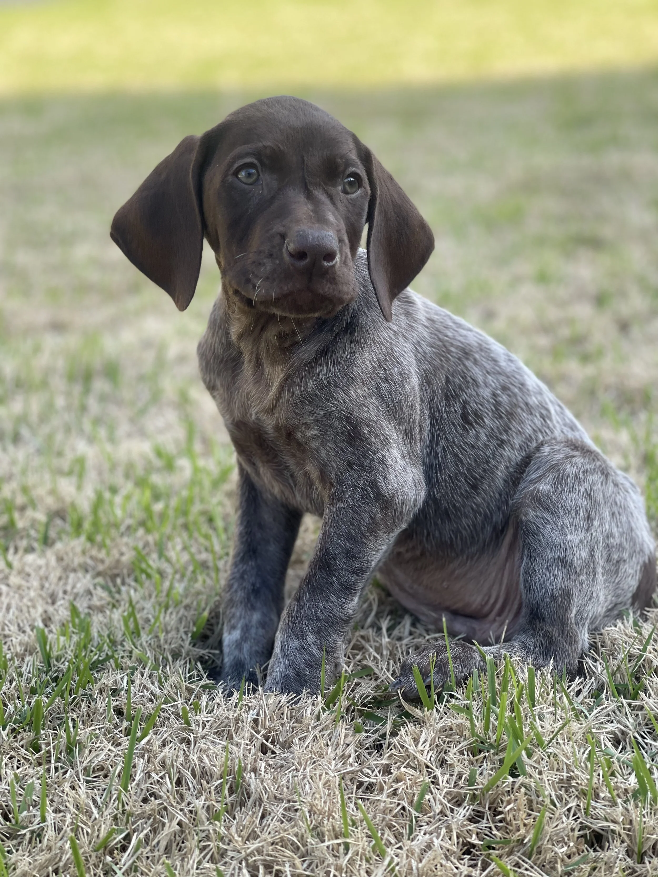 Our New Team Member, Tick - he'll be ready for Fall 2023