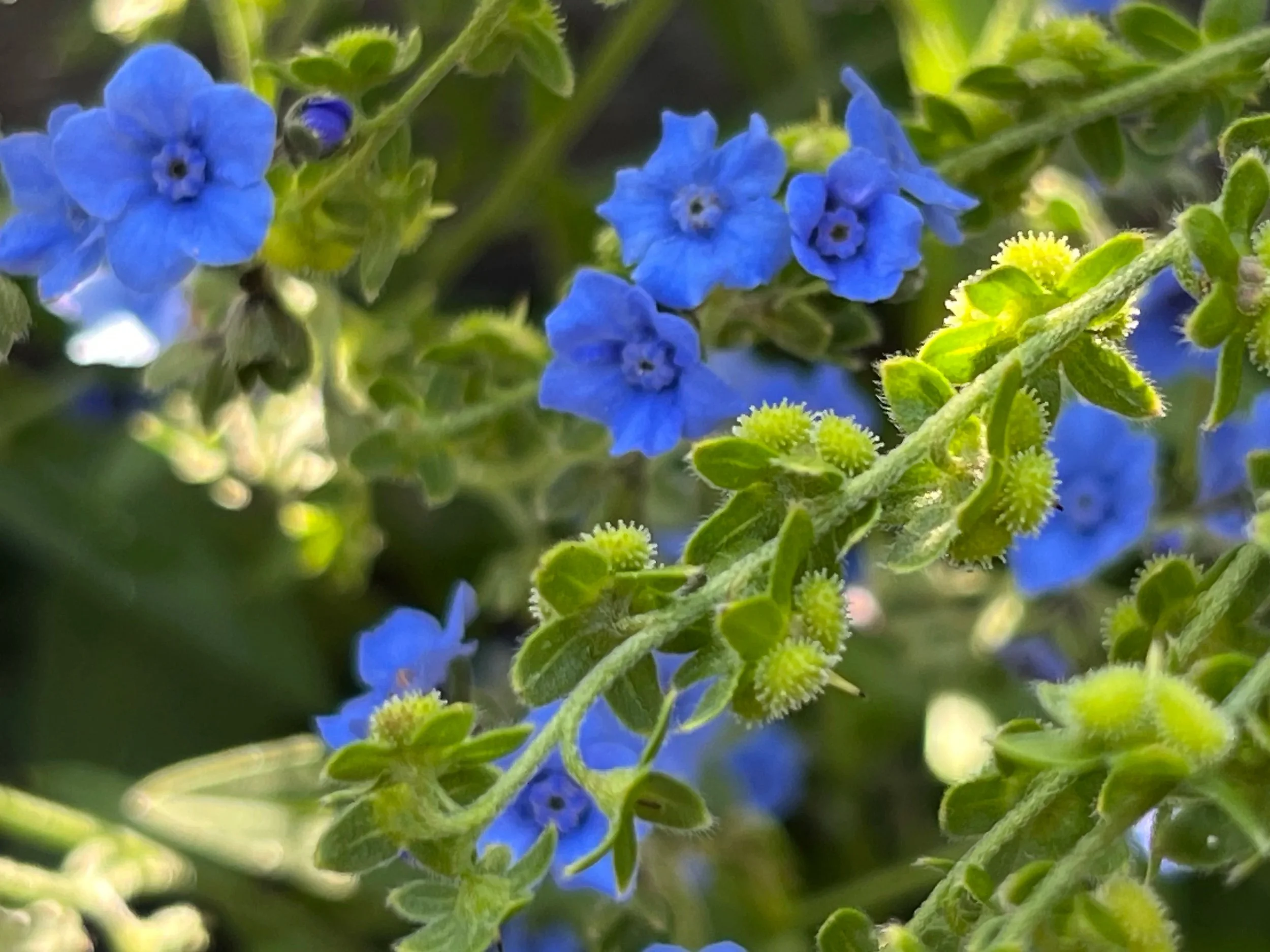 flowers25.jpg