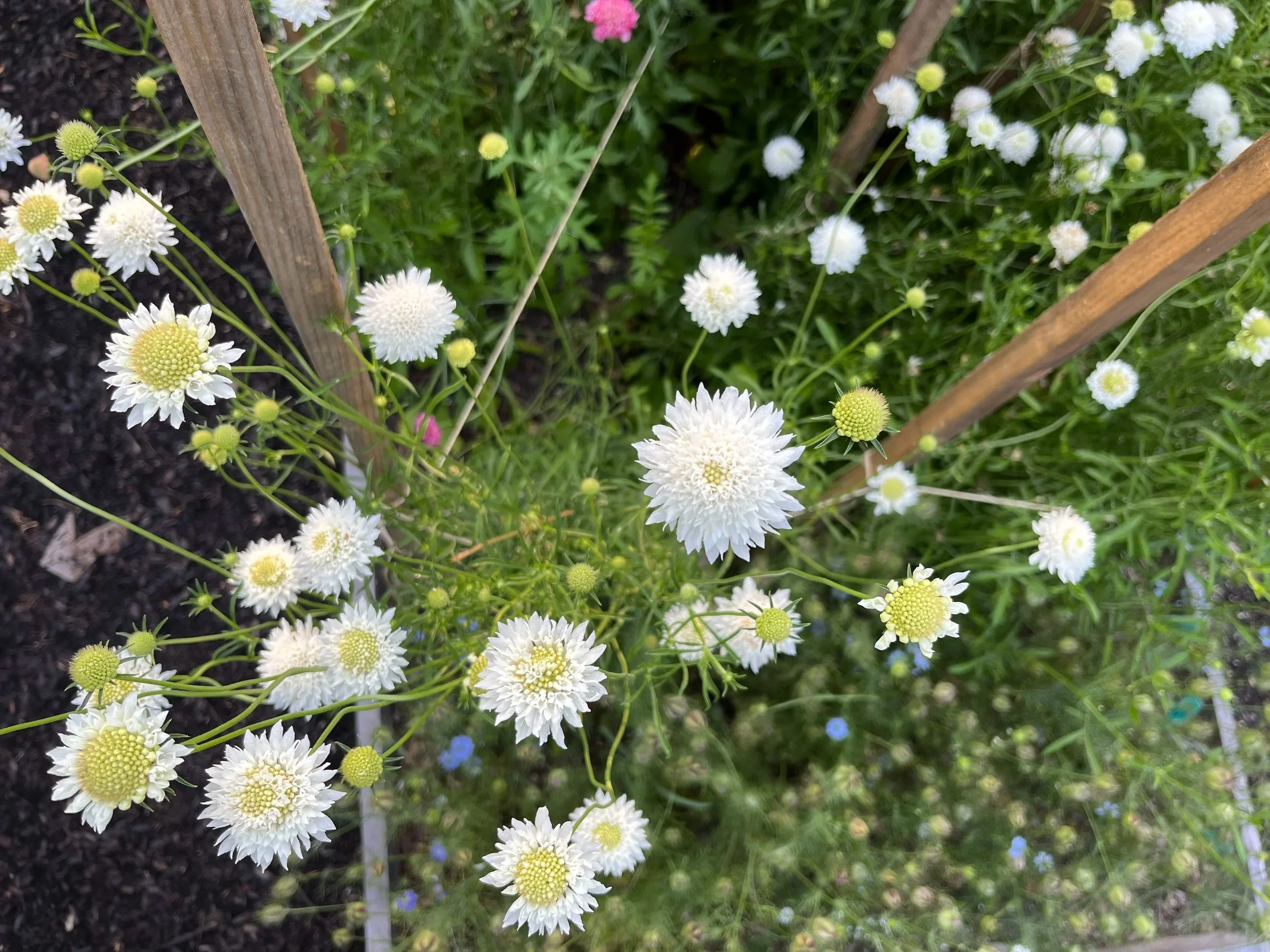 flowers48.jpg