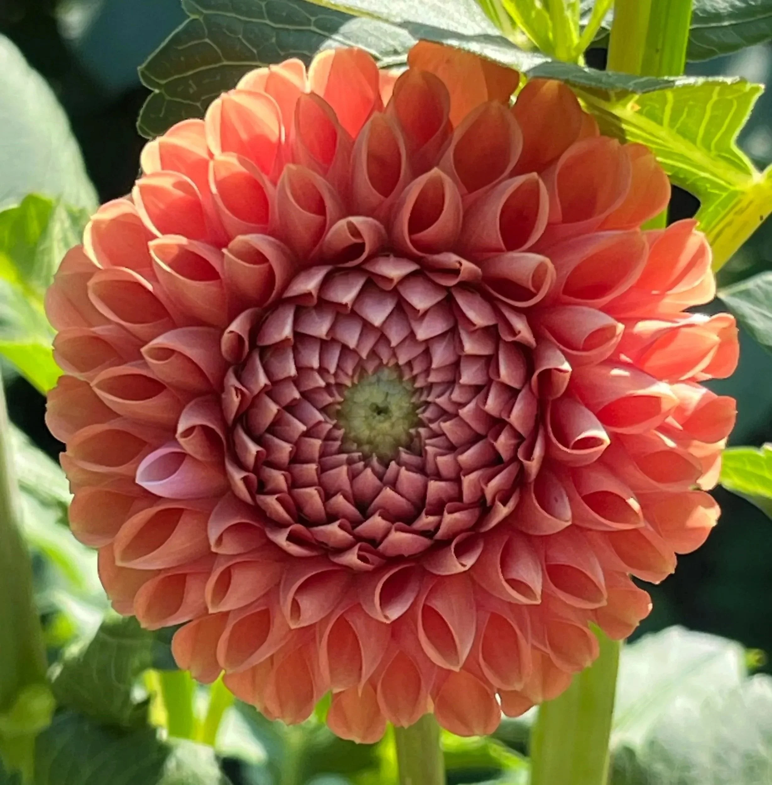flowers51.jpg