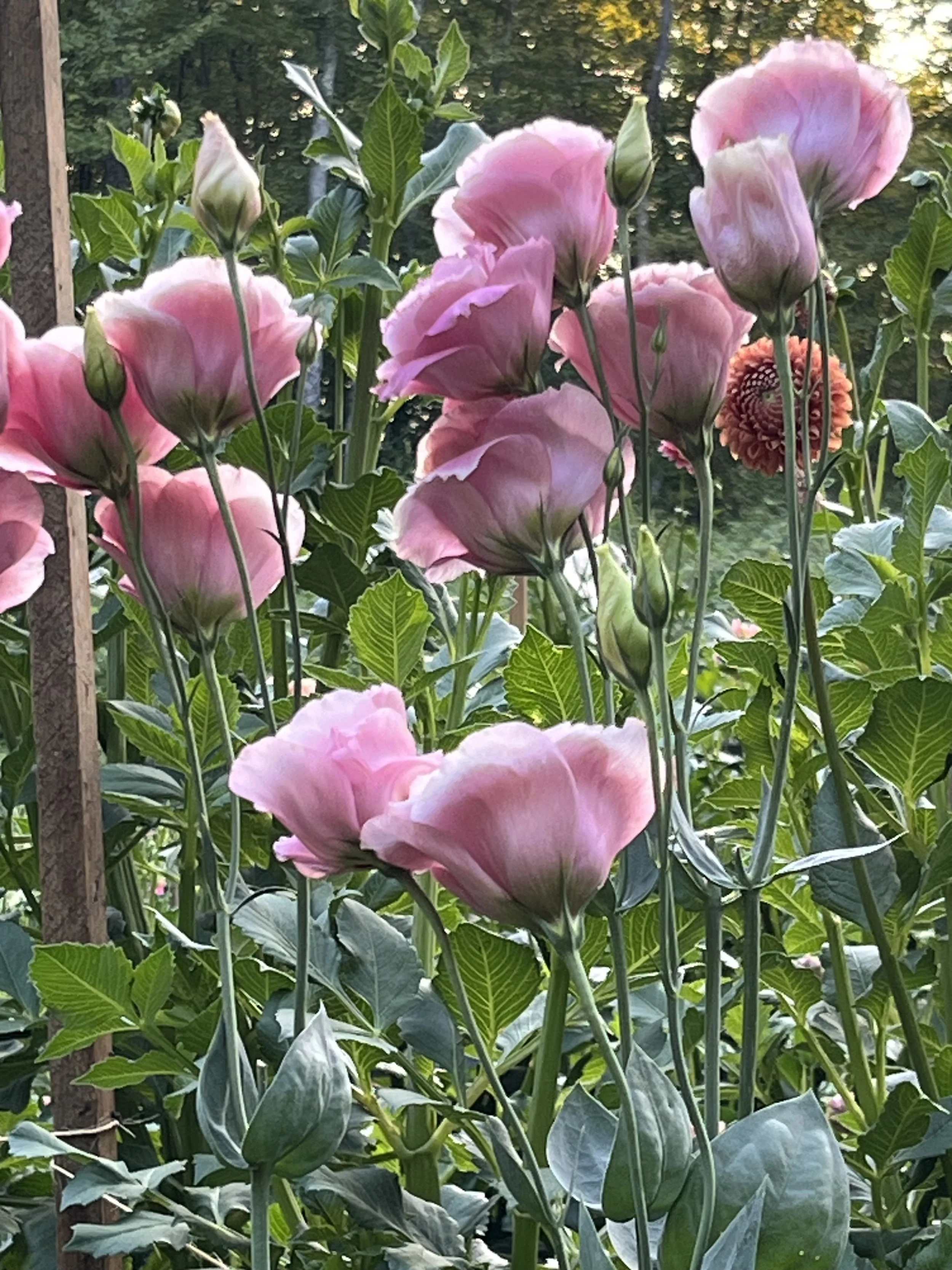 flowers13.jpg