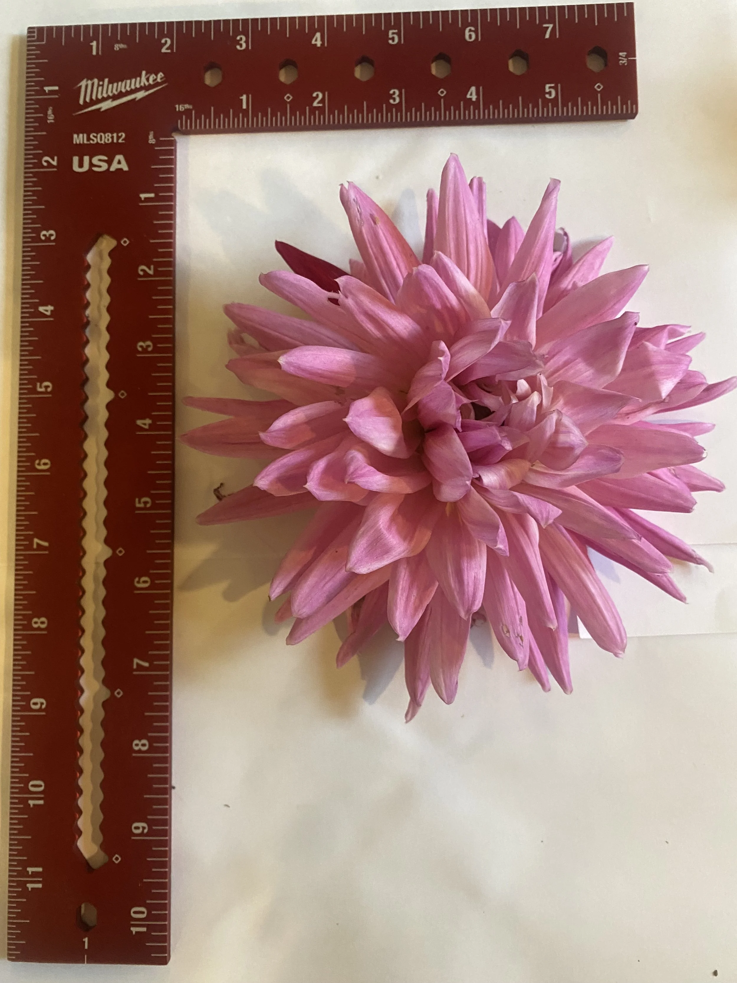 sandia barbie 1.jpeg