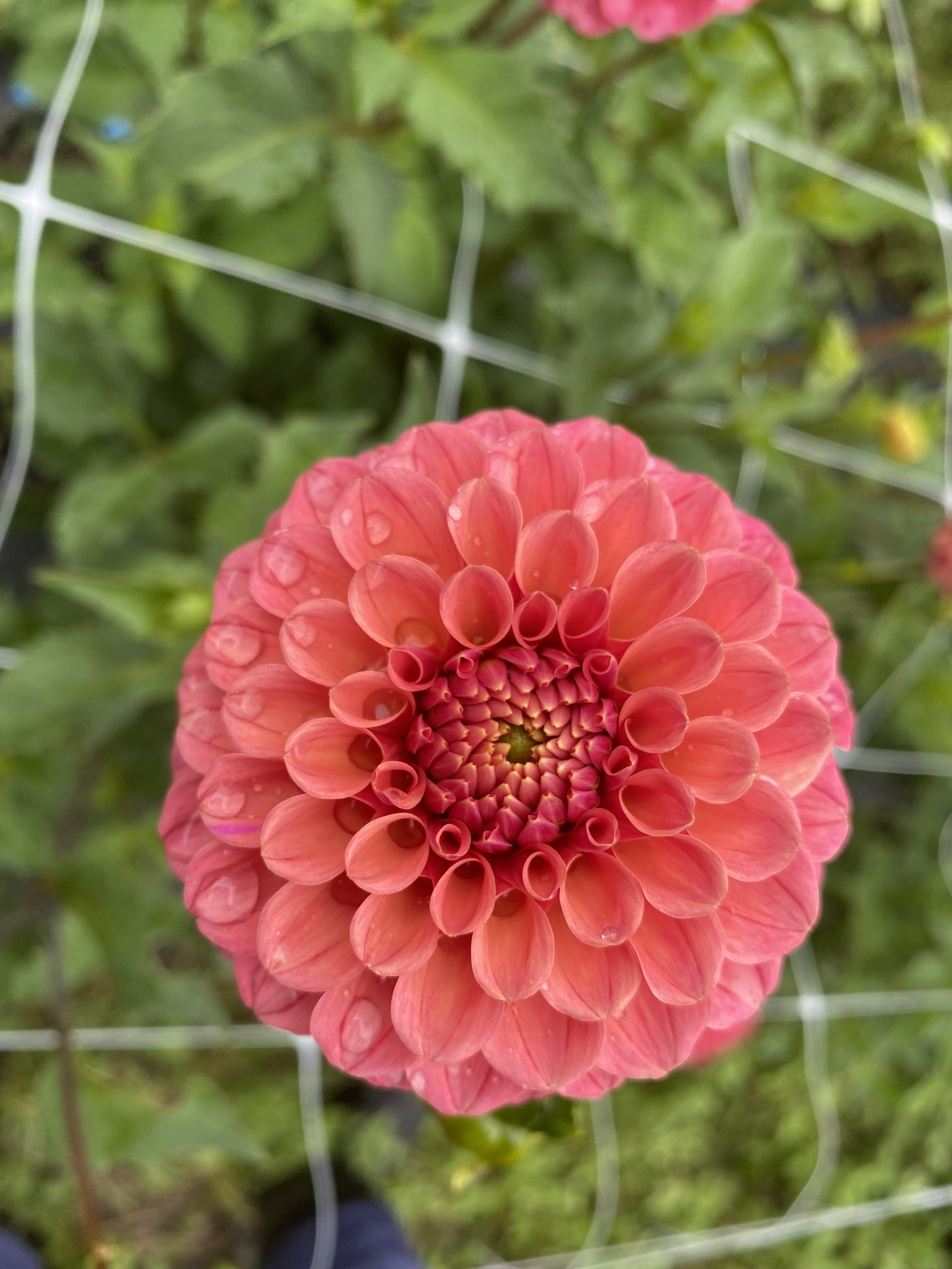 Rose Toscano close rain.jpeg