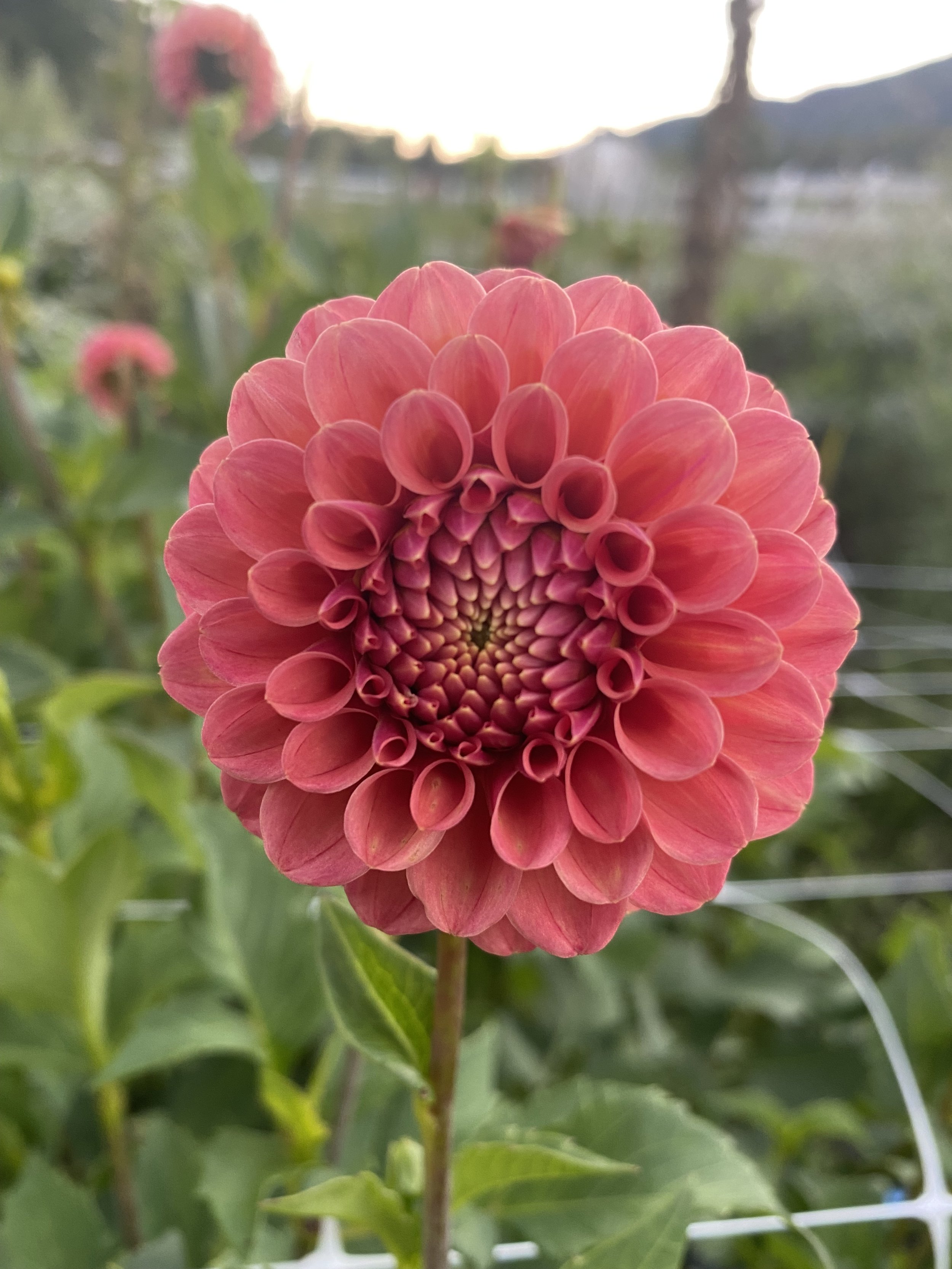 Rose Toscano close no rain.jpeg