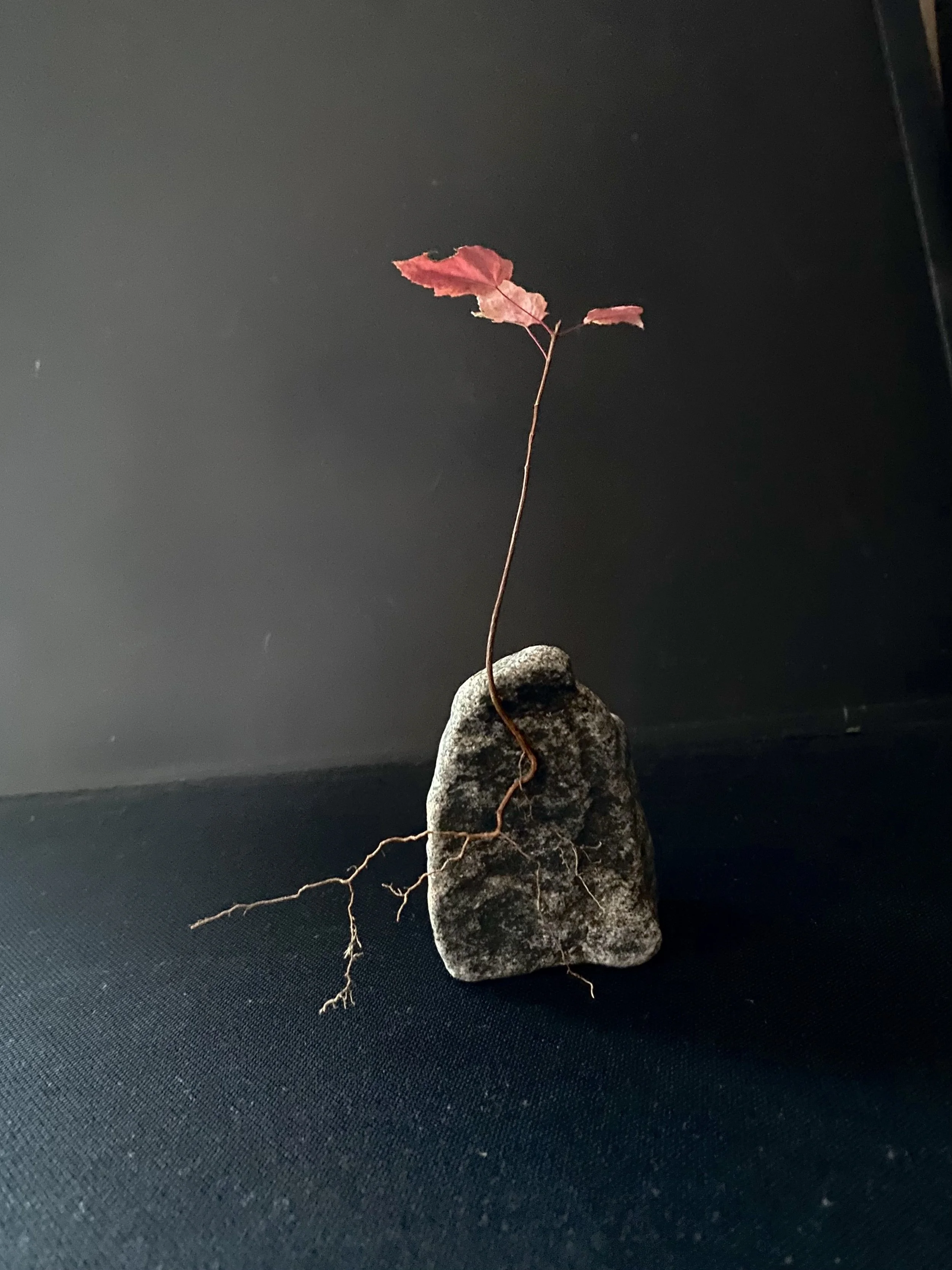 red sapling bonsai.jpg