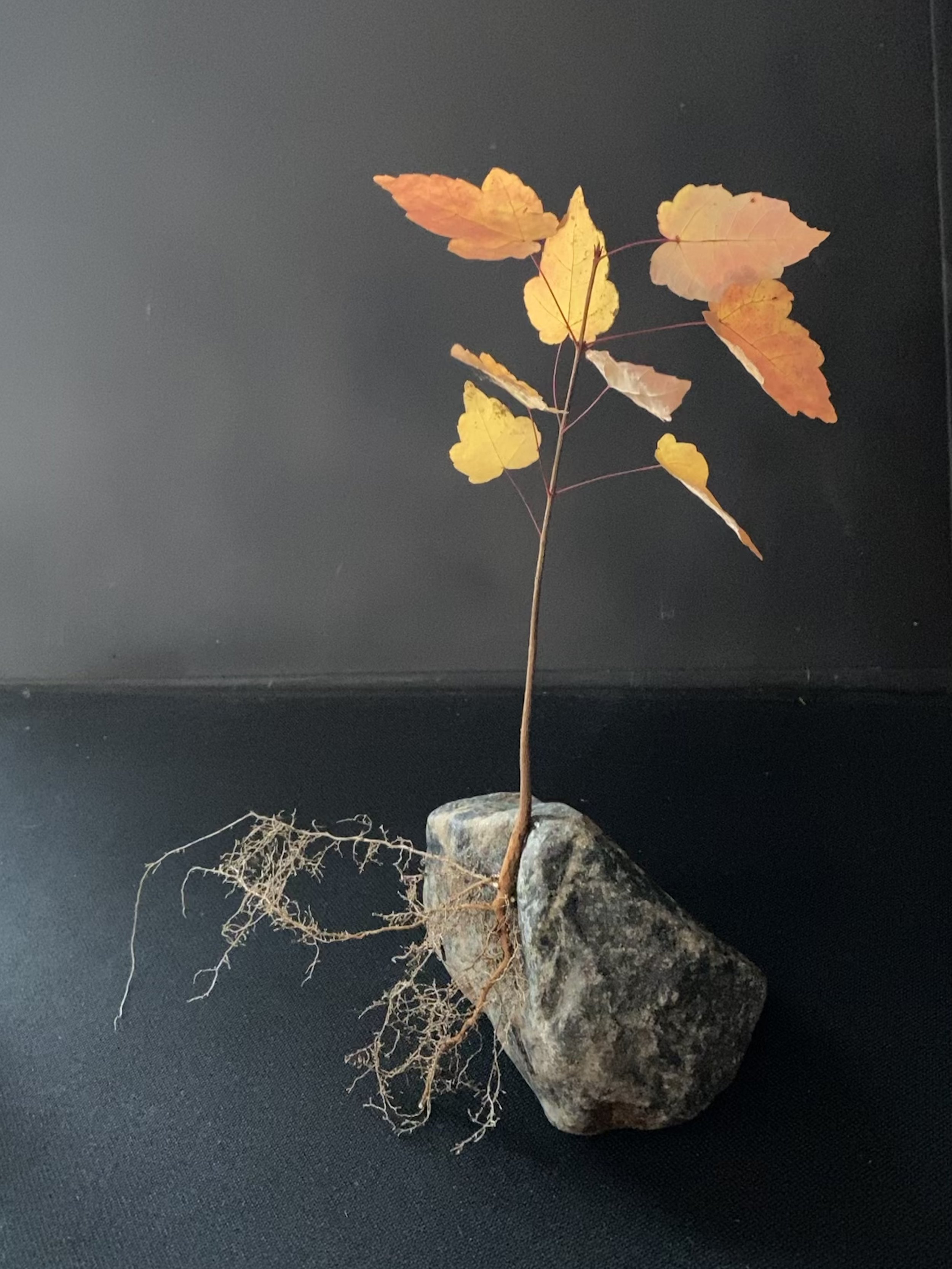 orange sapling bonsai.jpg