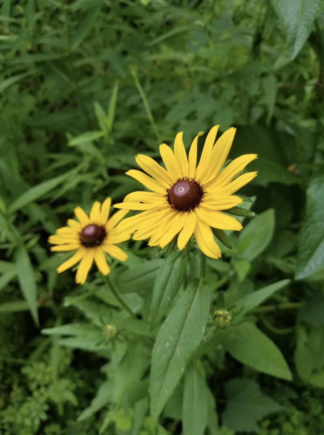 Black Eyed Susans 1.png