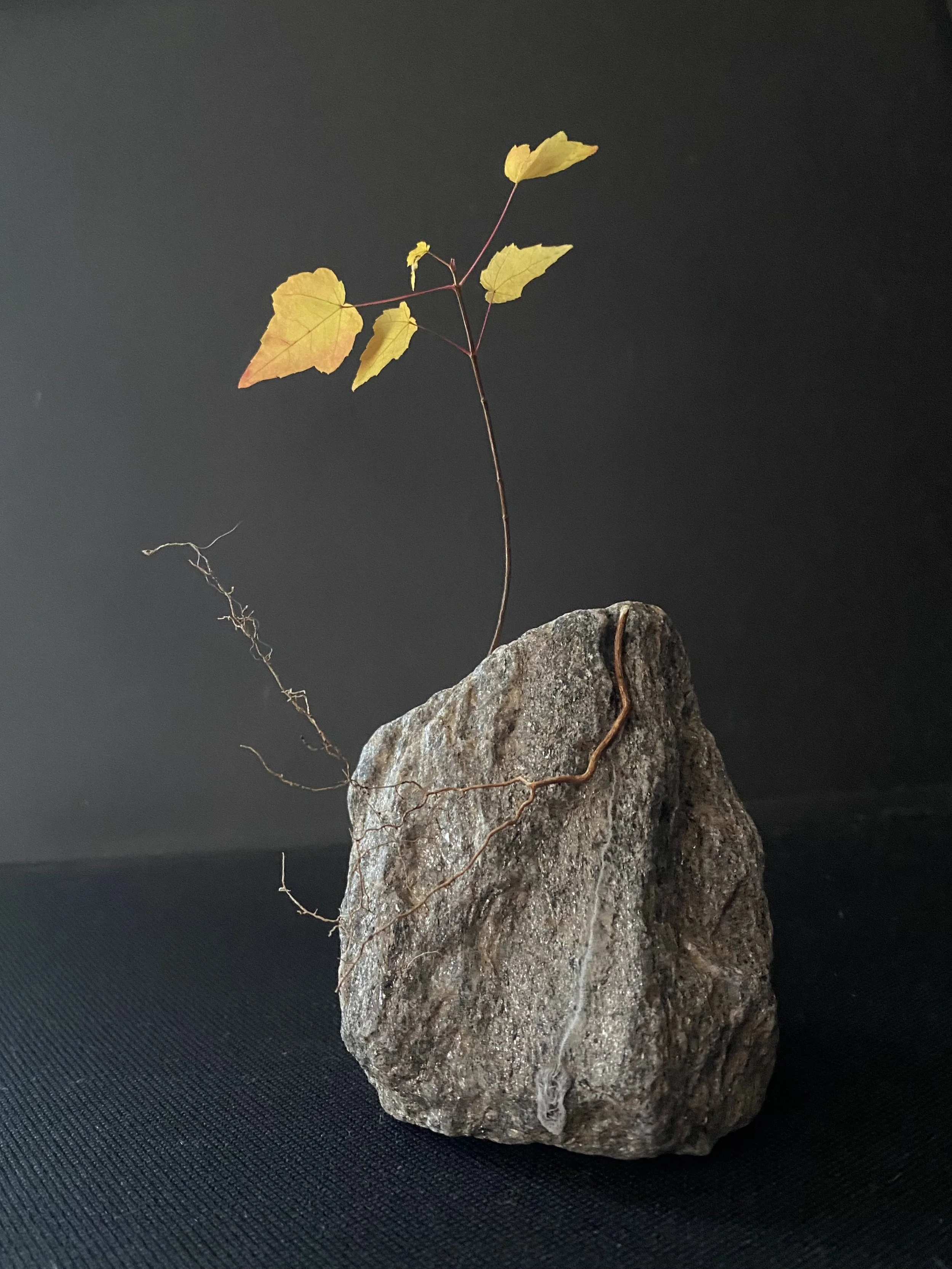 yellow sapling bonsai.jpg