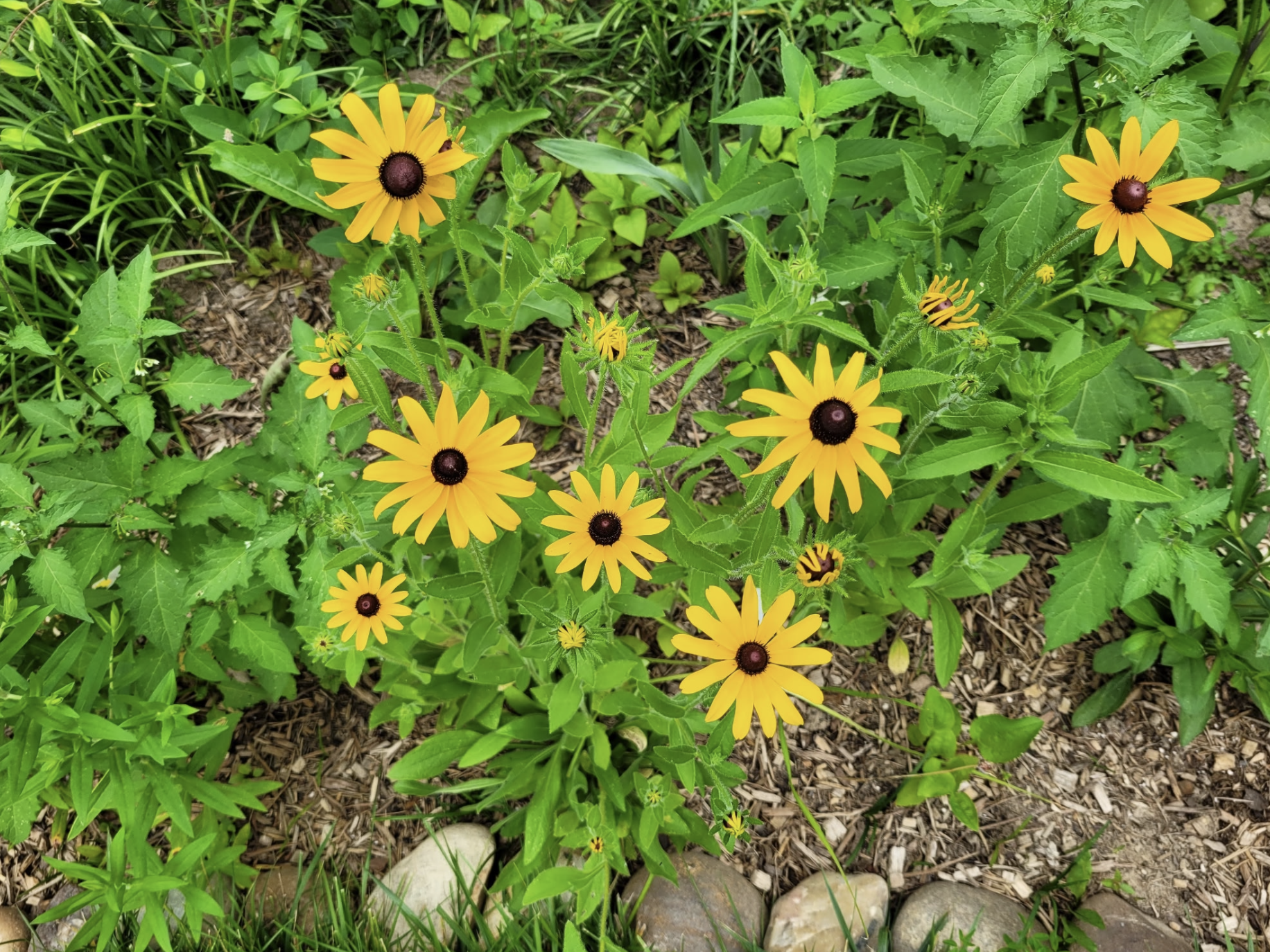 Black eyed susans 3.png