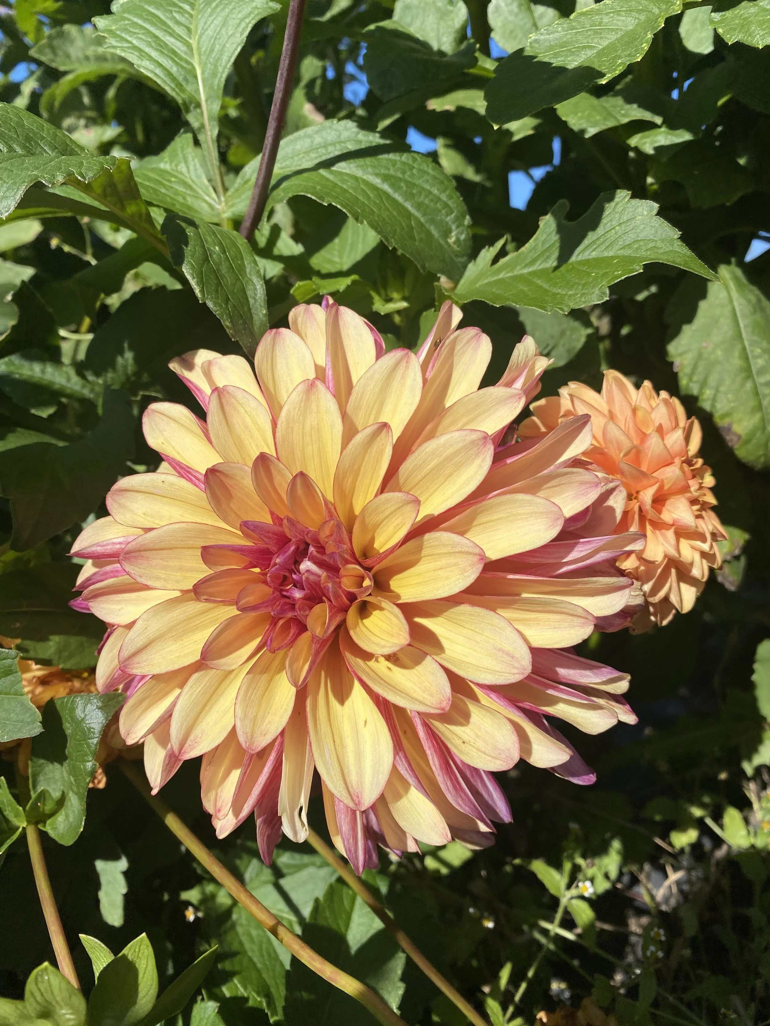 Gitts Crazy Dahlia Tuber