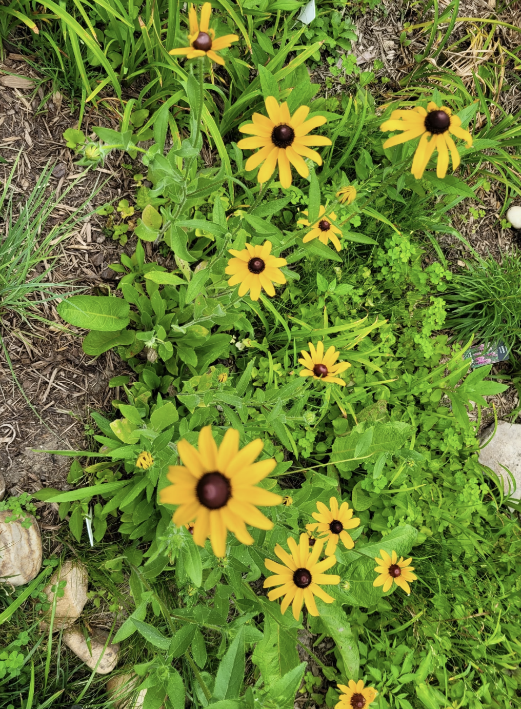Black eyed susans 2.png