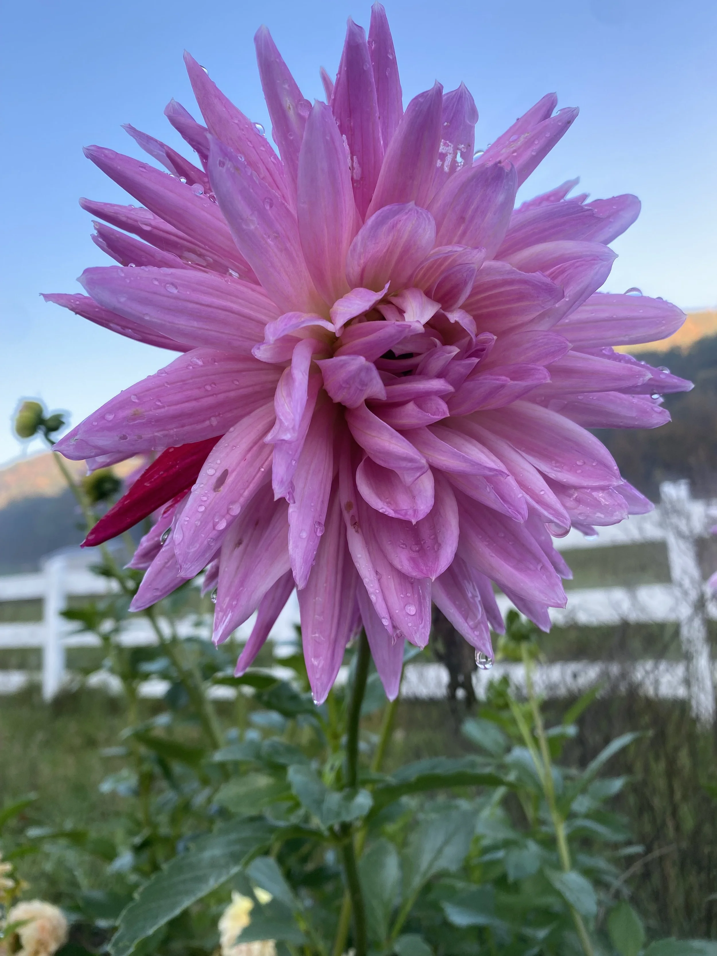 Sandia Barbie Dahlia Tuber