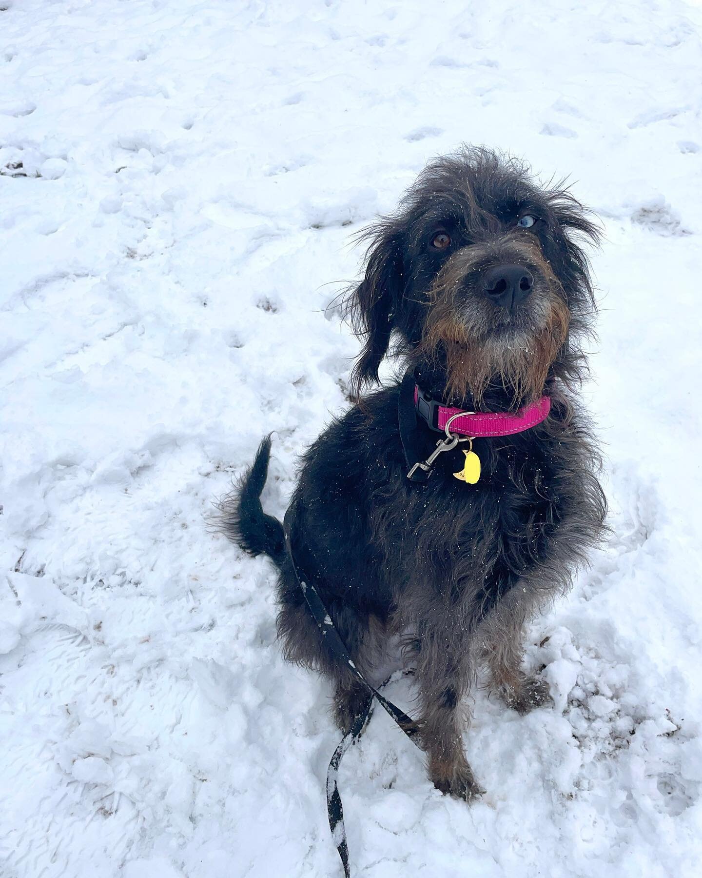 Welcome Moon! 👋

This lovey lady will be here for our four week program for some heavy reactivity! 

She will go absolutely nuts on leash when she sees a dog: lunging, growling, barking, etc! 

Moon is great with dogs off leash and in the house, as 