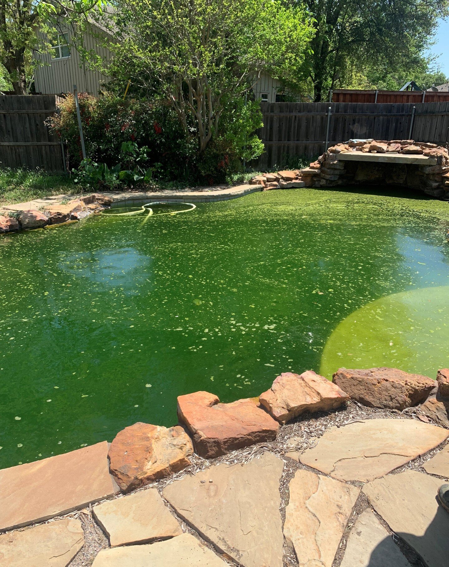 Before / in-progess photos of our pool! 

Also, we are going to have baby ducklings soon! 🦆

** The previous owners dyed the pool blue to sell, hence why the in-progress pool pic looks a little too ocean blue **

#pool #poolrenovation #poolrepair #r