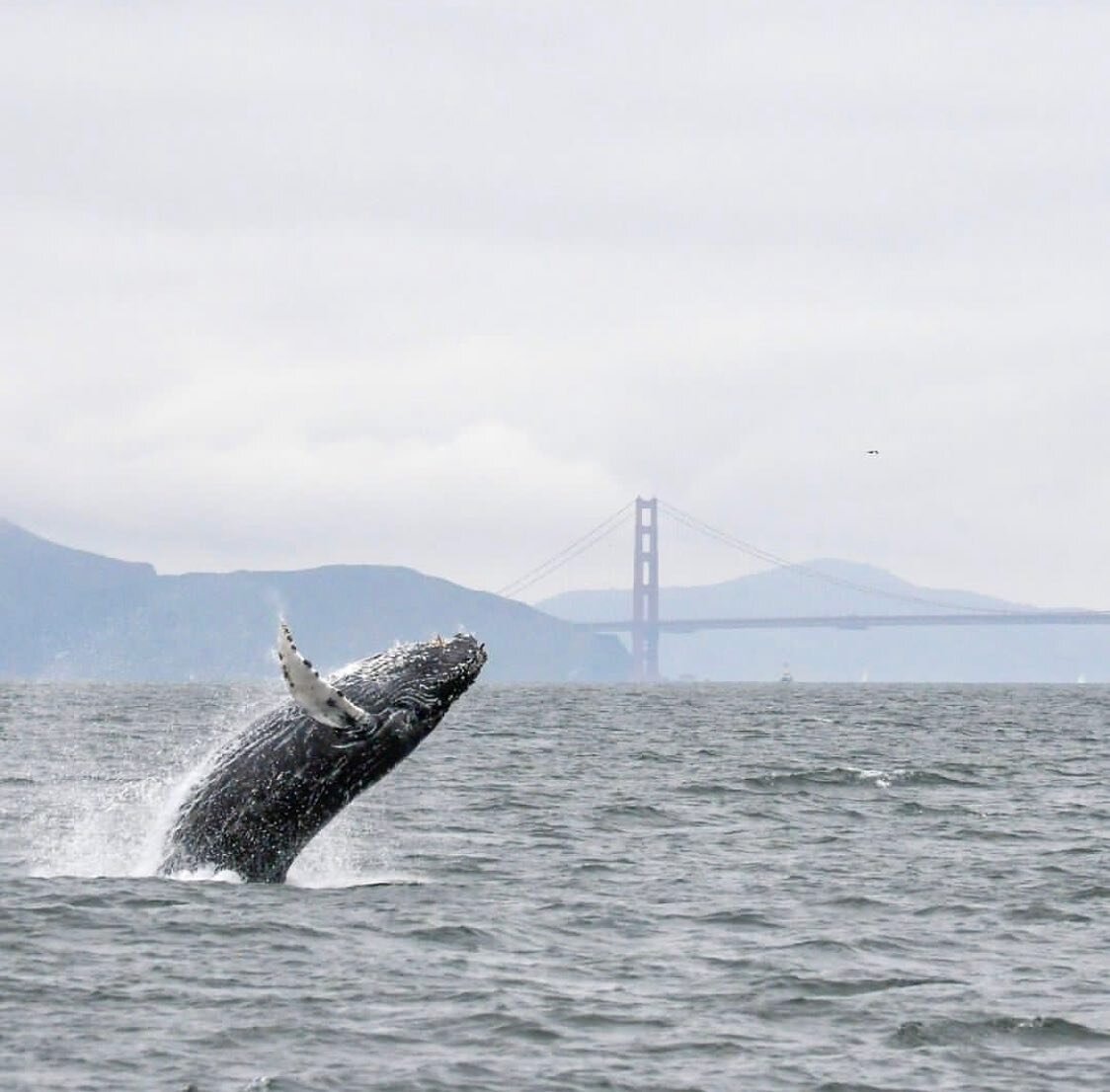 Last minute tix came available for sunset Whale Watching cruise this pm/eve in SF w a boatload of queers! Queer Sea Events link in bio + DM for code. 🐋👀⛴️🔻 📸: mapierson83