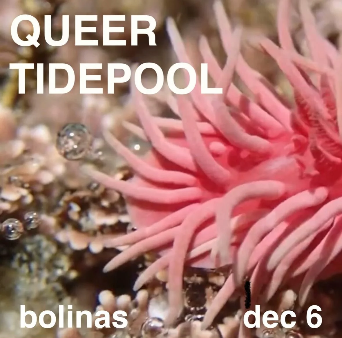 SF Queer Tidepooling Saturday, Dec 6th. 2pm-5pm
Bolinas, north of San Francisco Bay
King tide of -1.61 ft at 5:55pm.

This event is for non binary, queer, trans ocean curious.

Come cruise the gender expansive sea creatures of the intertidal zone. Ne
