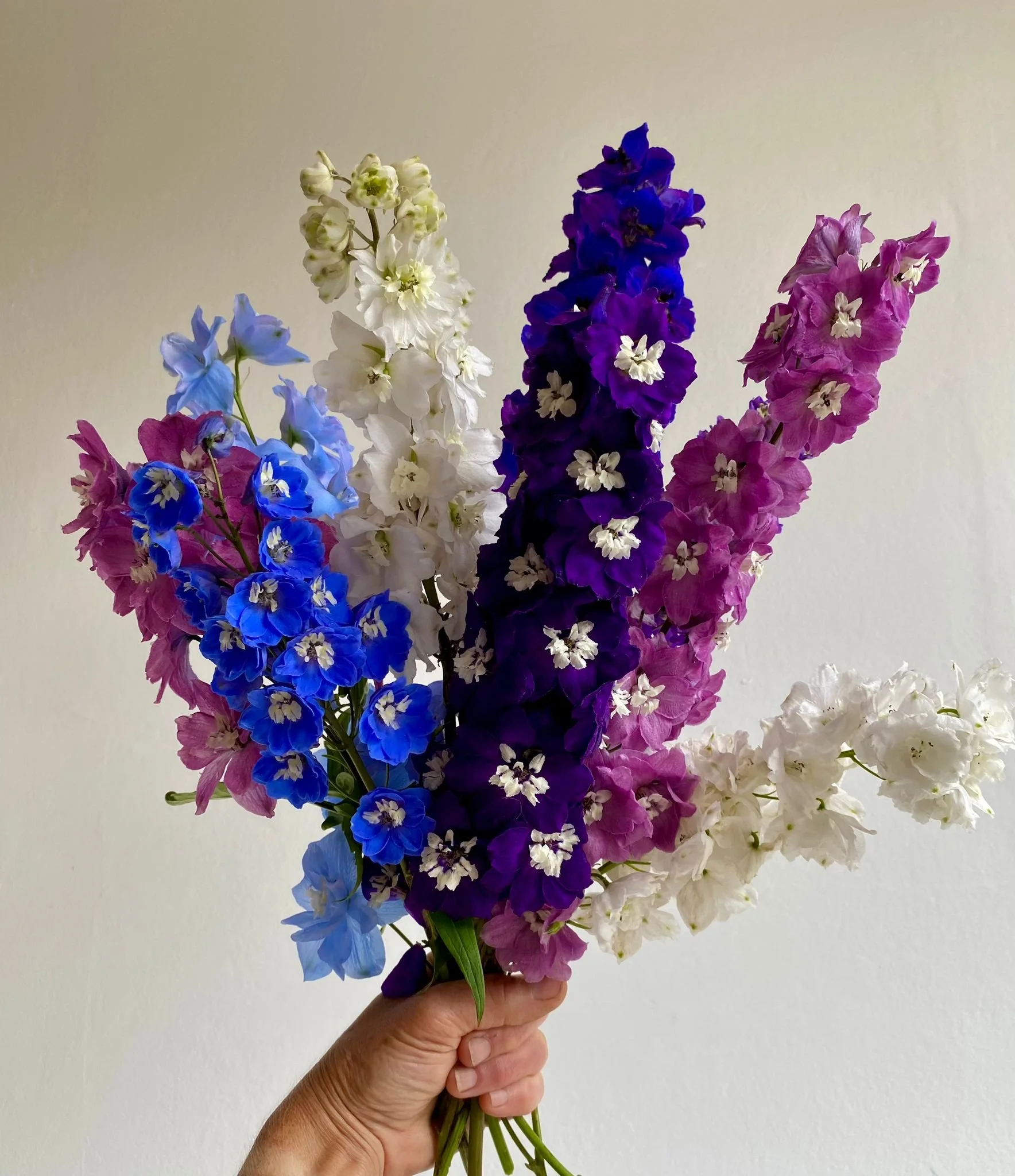 delphinium.jpeg
