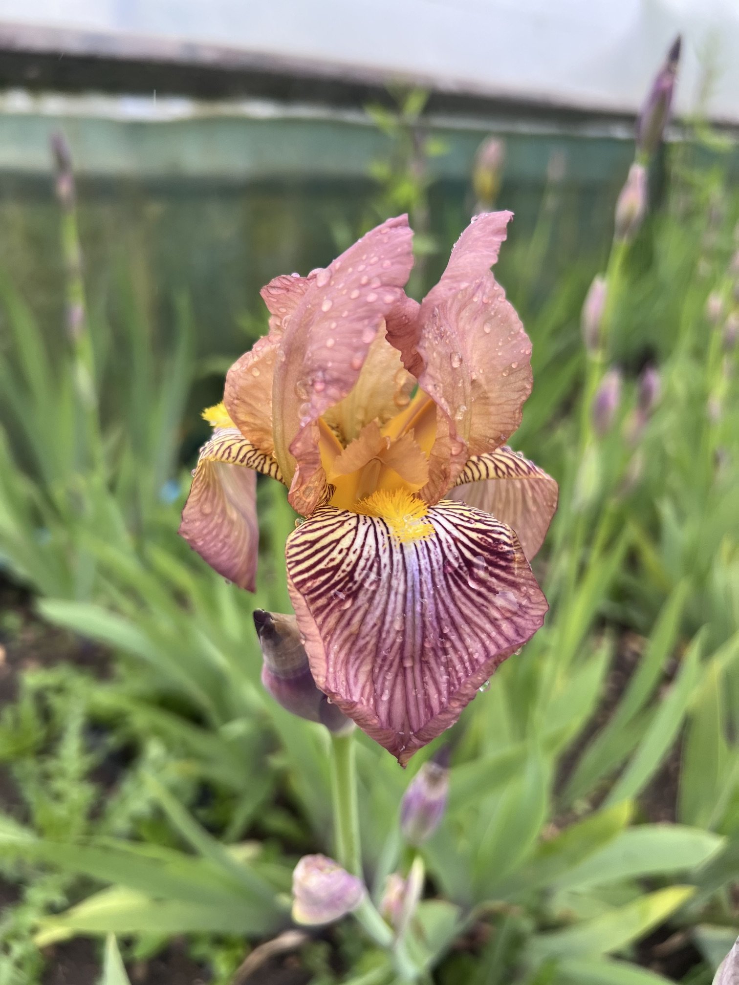 bearded iris.jpeg