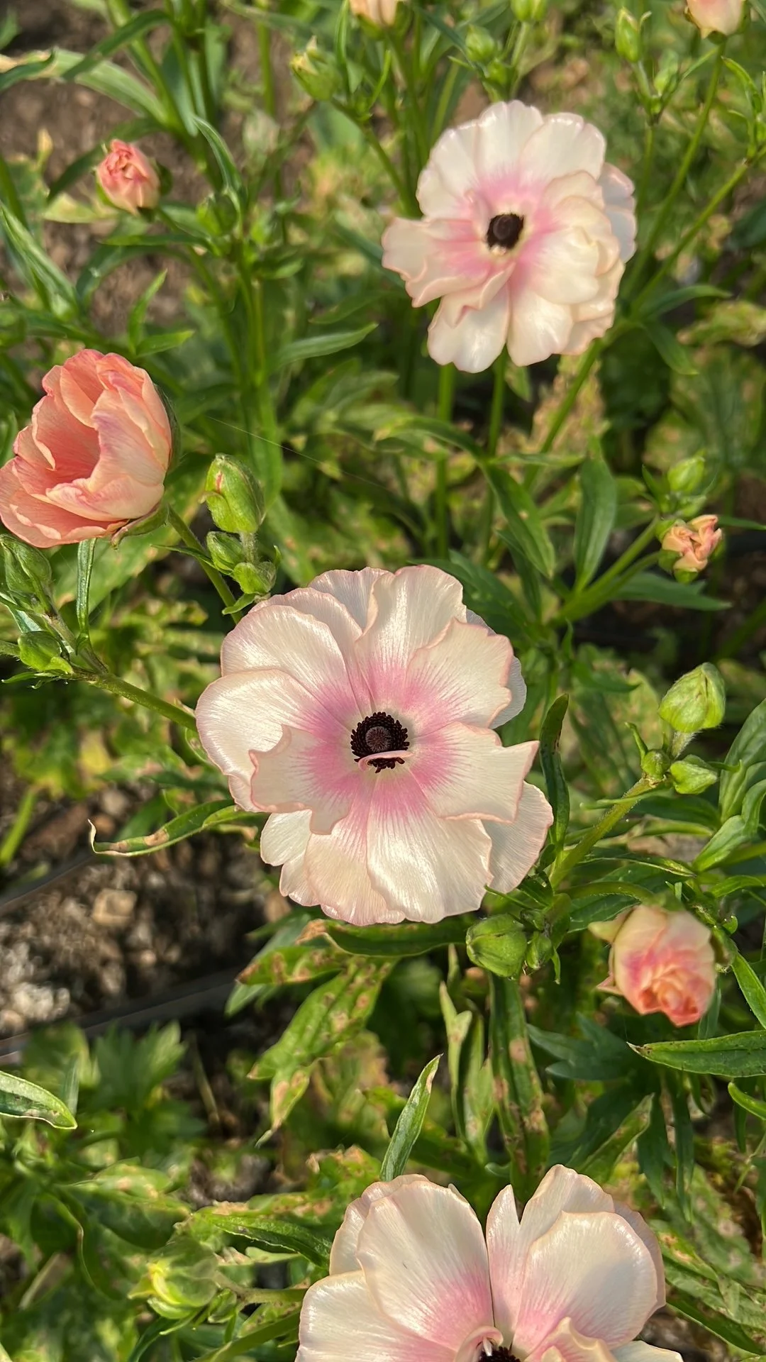 Hestia Butterfly ranuc.JPG