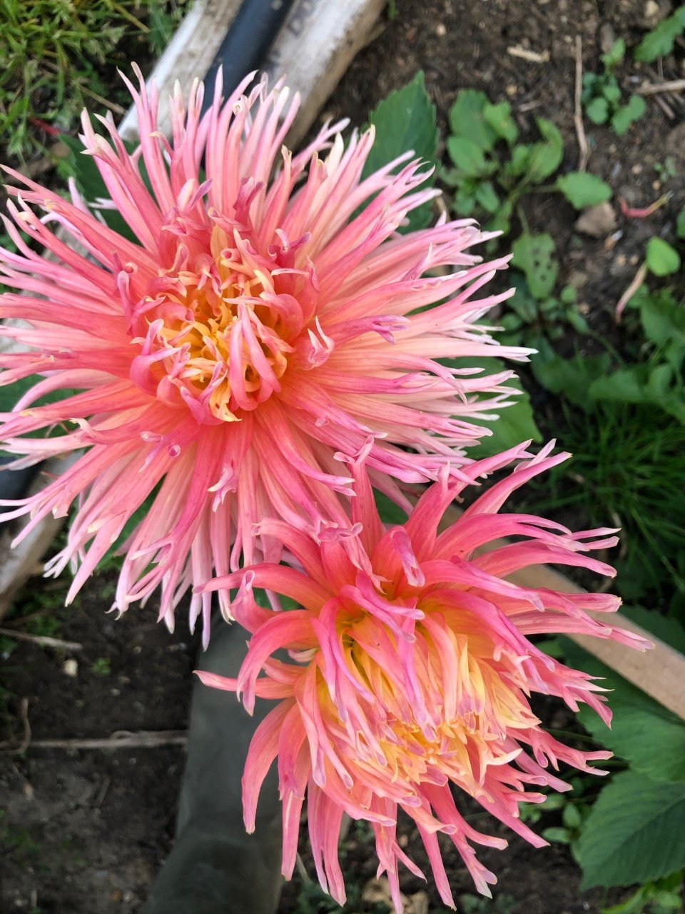 dahlia preference.jpg