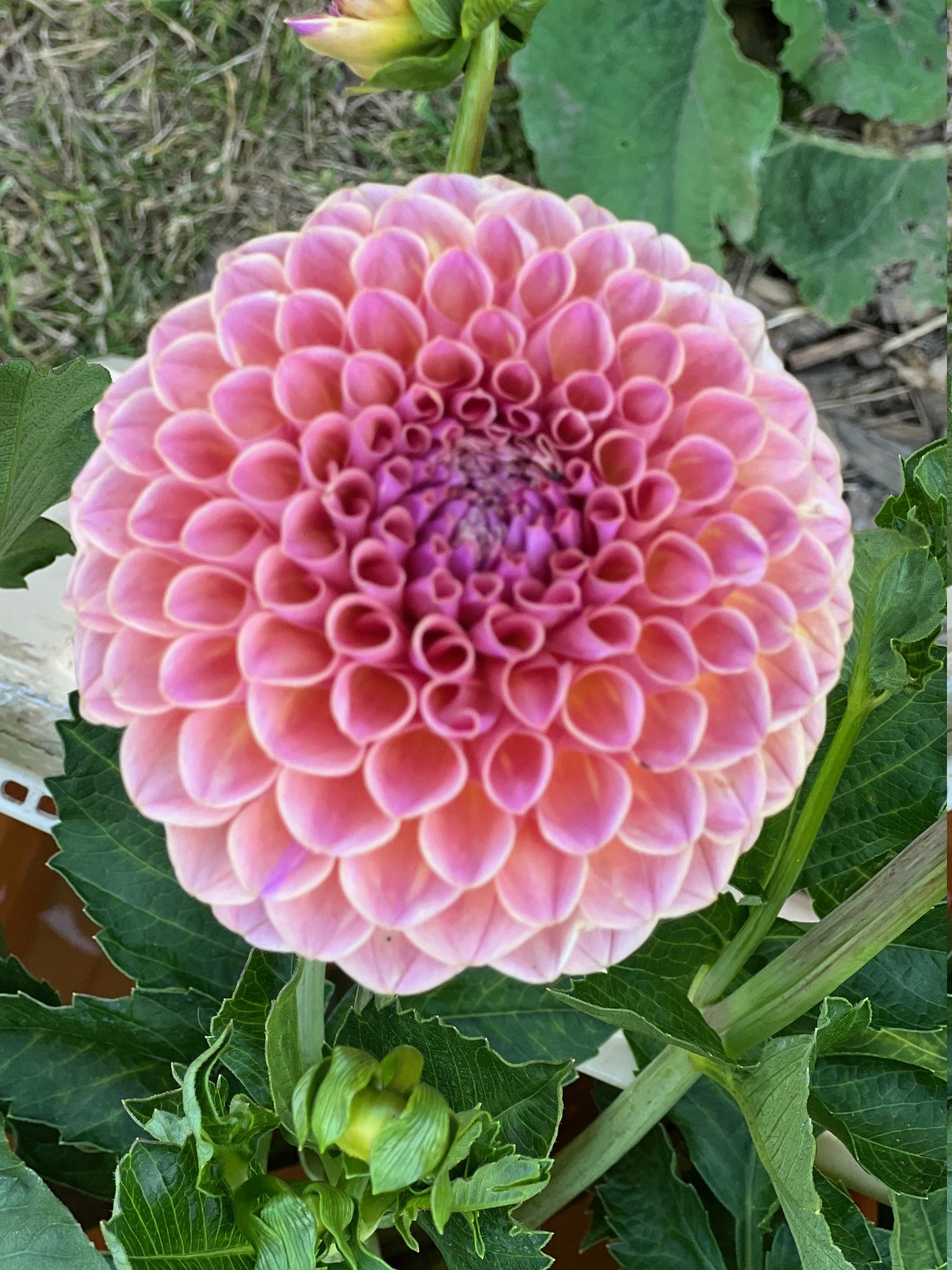 dahlia jowey winnie.jpeg