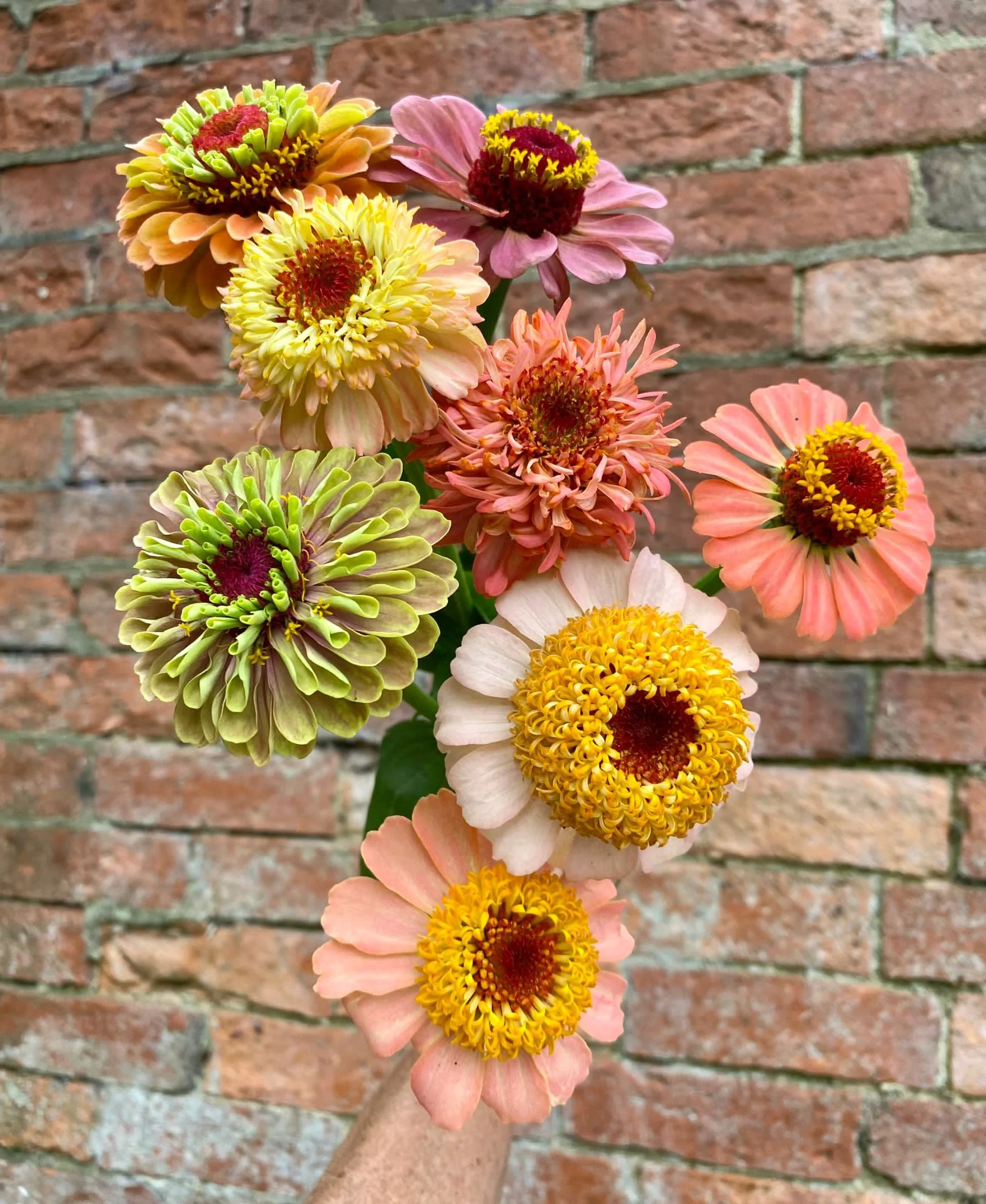 zinnias.jpeg