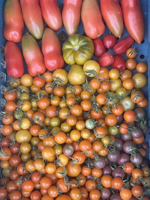 tomato pic 3.jpeg