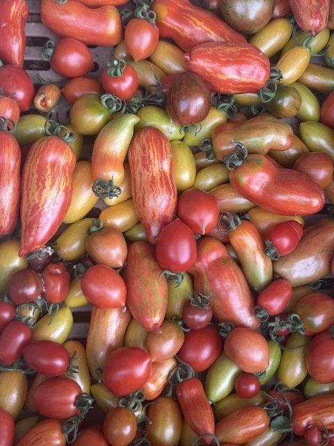 tomato pic 2.jpeg