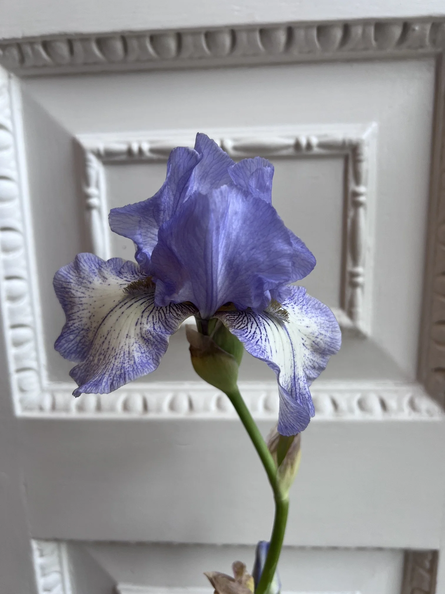 bearded iris2.jpeg