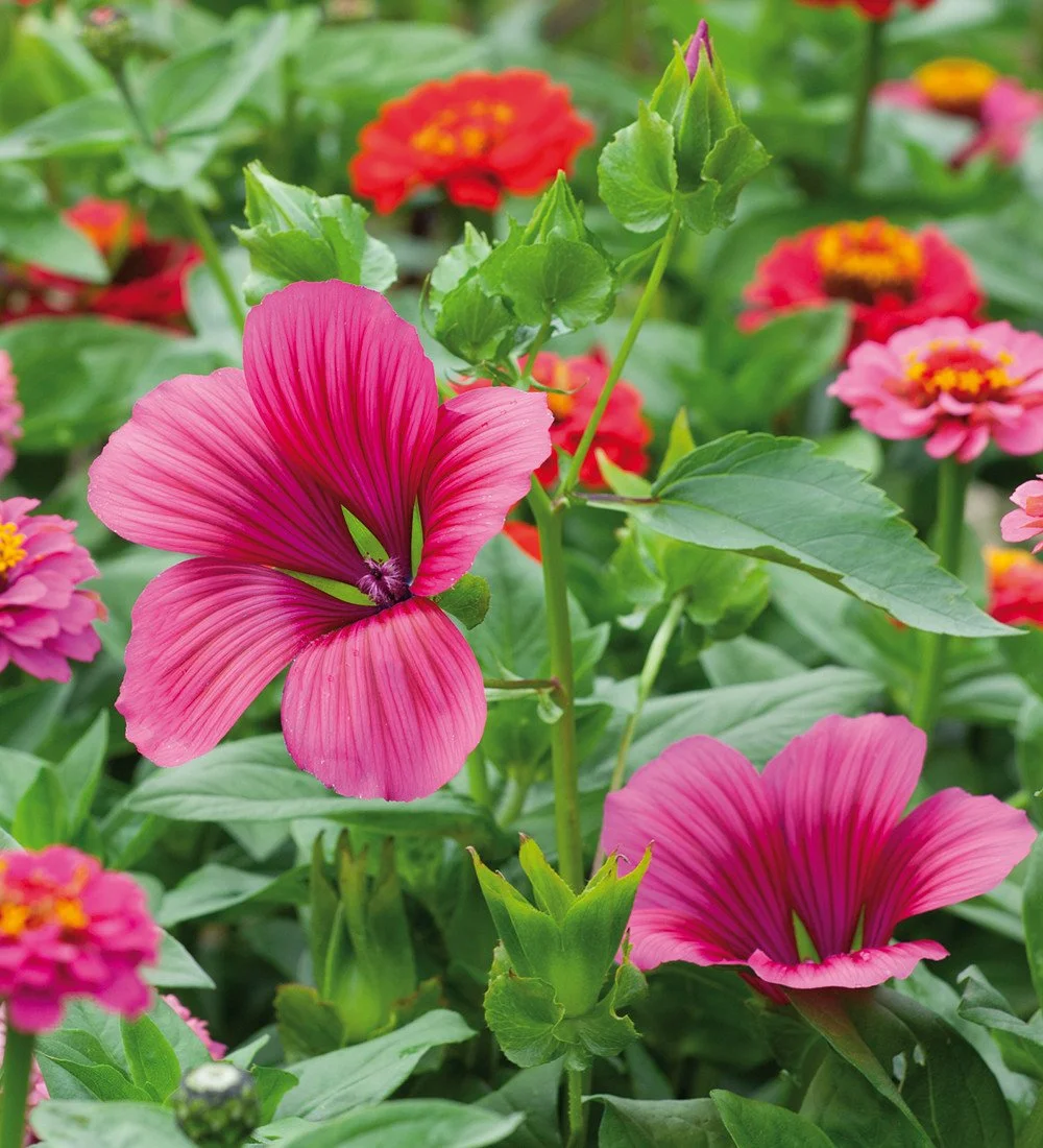 Malope vulcan.jpg