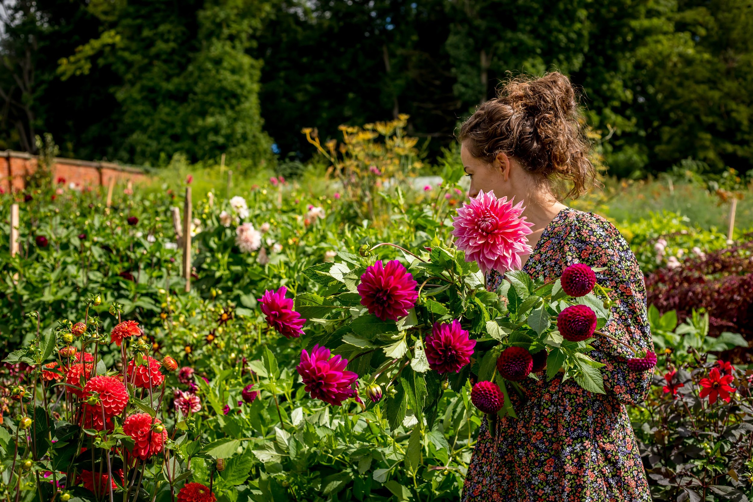 Picking Dahlias.jpg