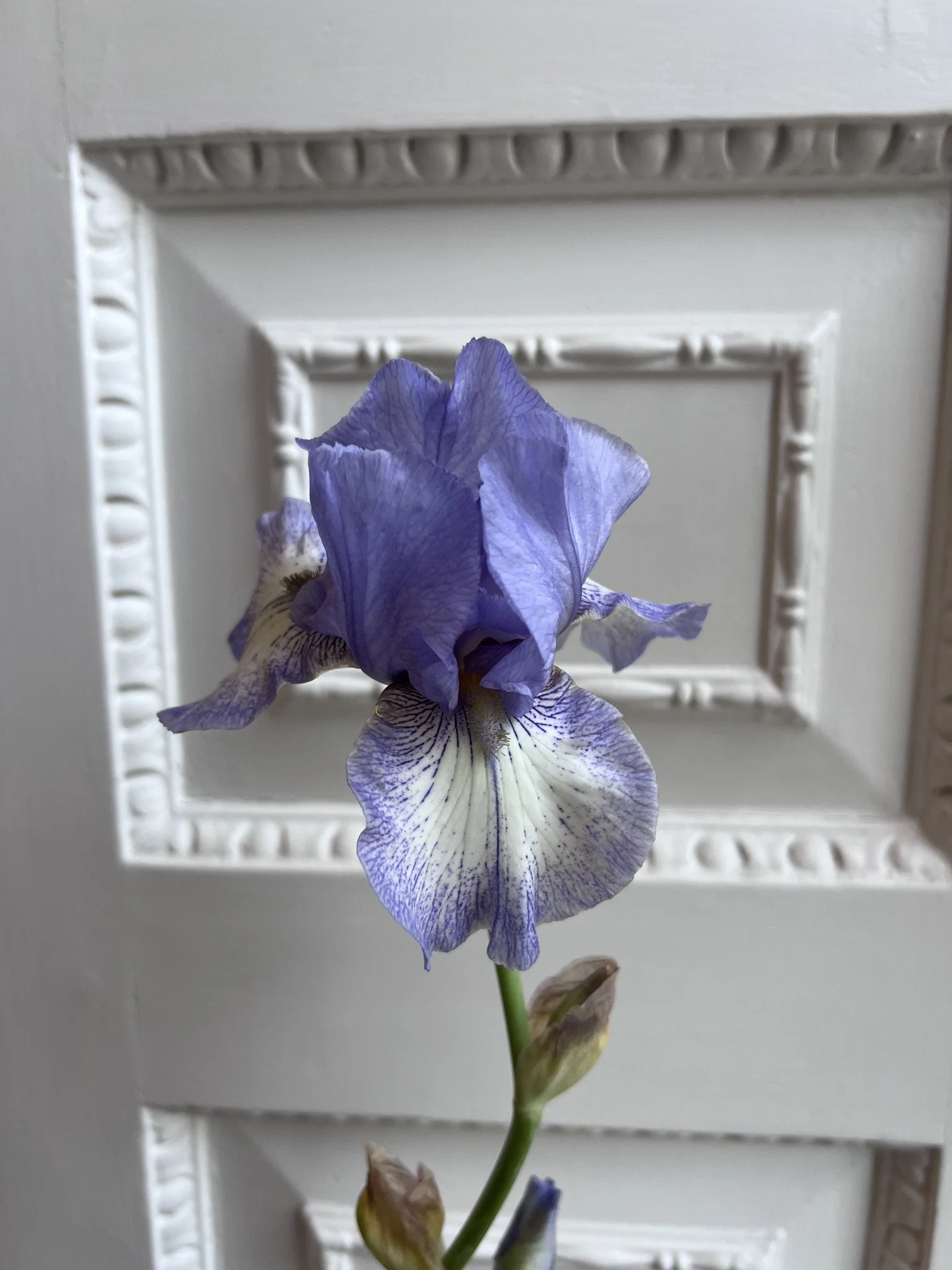bearded iris 3.jpeg