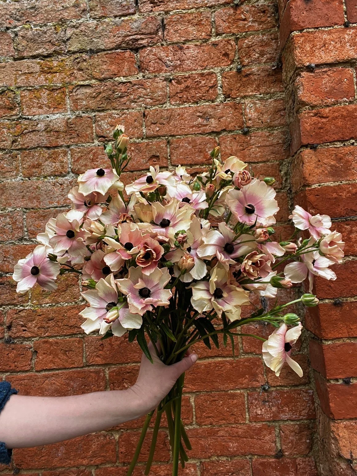 Bunch of Butterfly Ranunculus - Friday 17th April