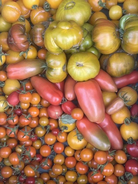tomato pic 1.jpeg