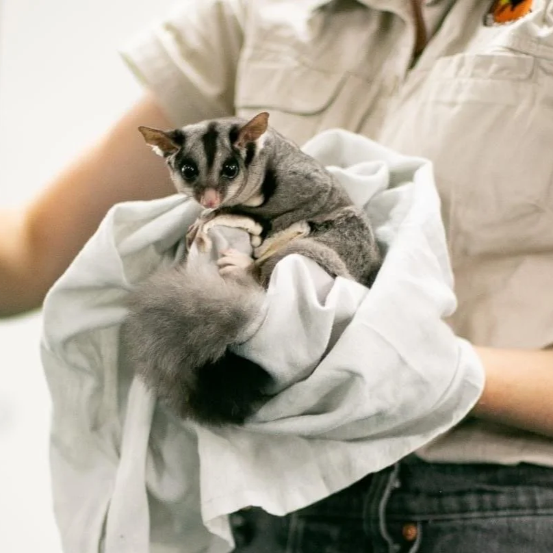 A person holding a soft cloth bundle with a squirrel glider, a small nocturnal marsupial, sitting on top and looking at the camera.