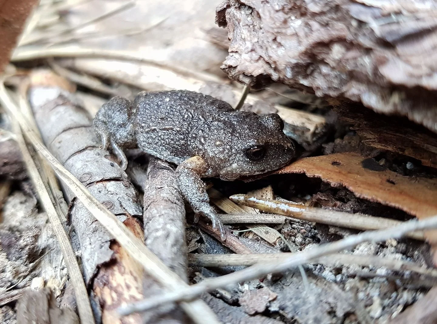 Close-up of a gray toad resting on leaf litter among fallen leaves and twigs in a forest floor setting.