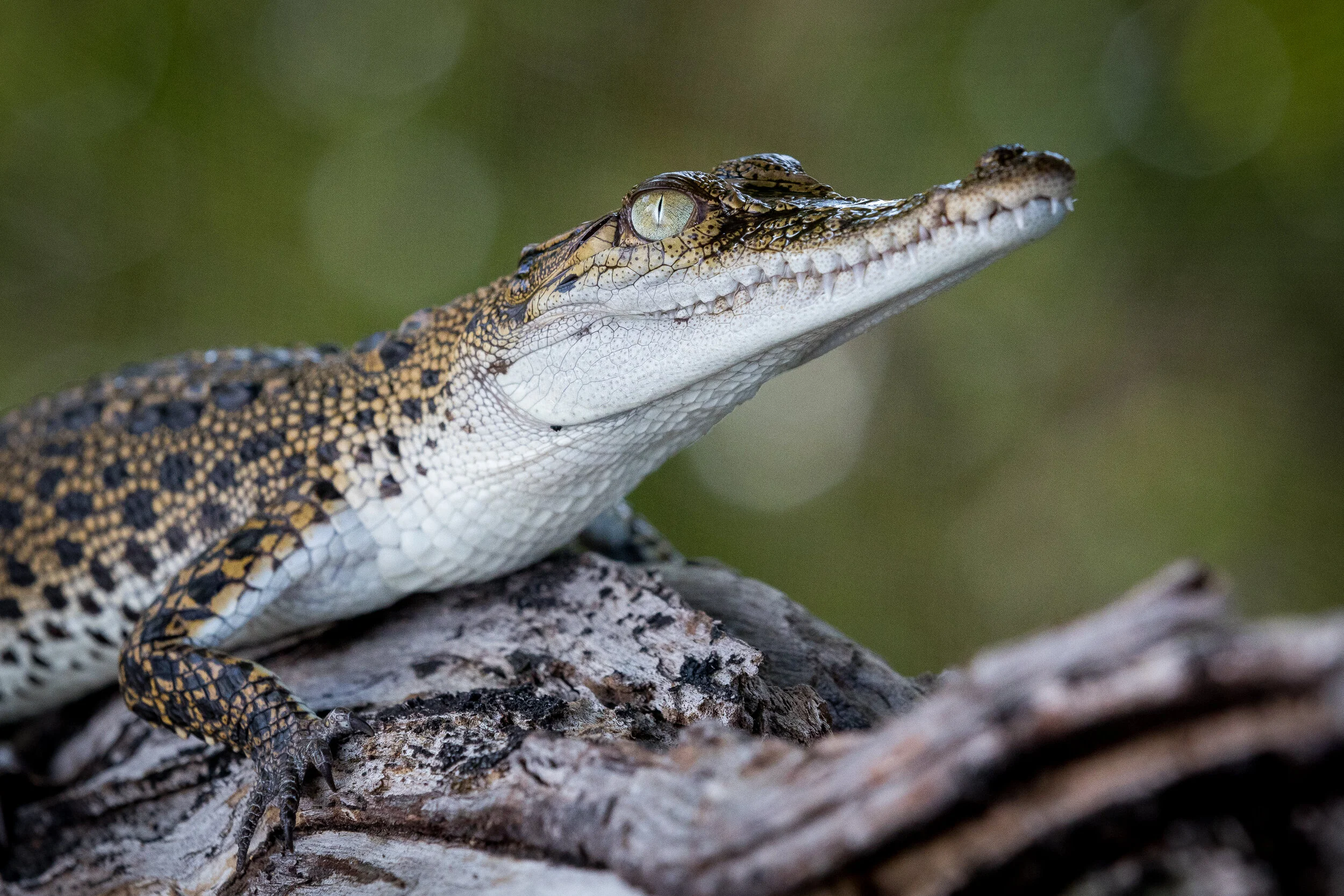 Close-up of a crocodile sitting on a tree branch, showing its head with a textured, patterned skin and a visible eye.