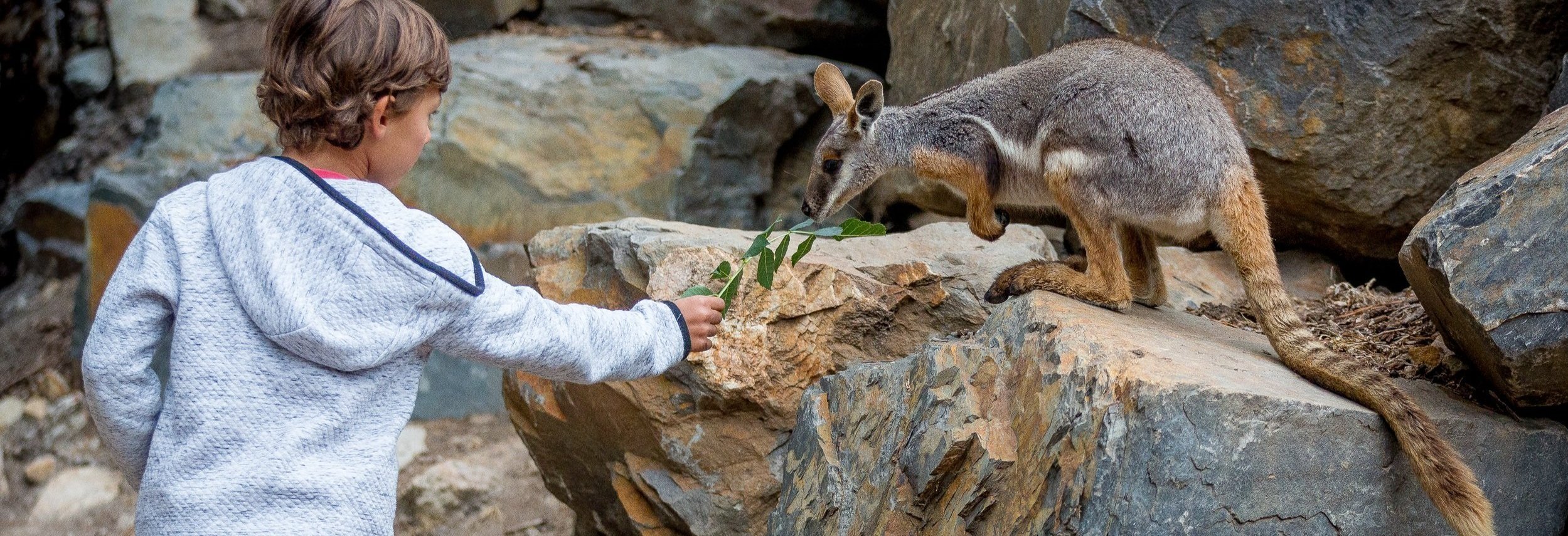 A young boy in a white quilted jacket feeds a wallaby with a branch of green leaves on a rocky surface.