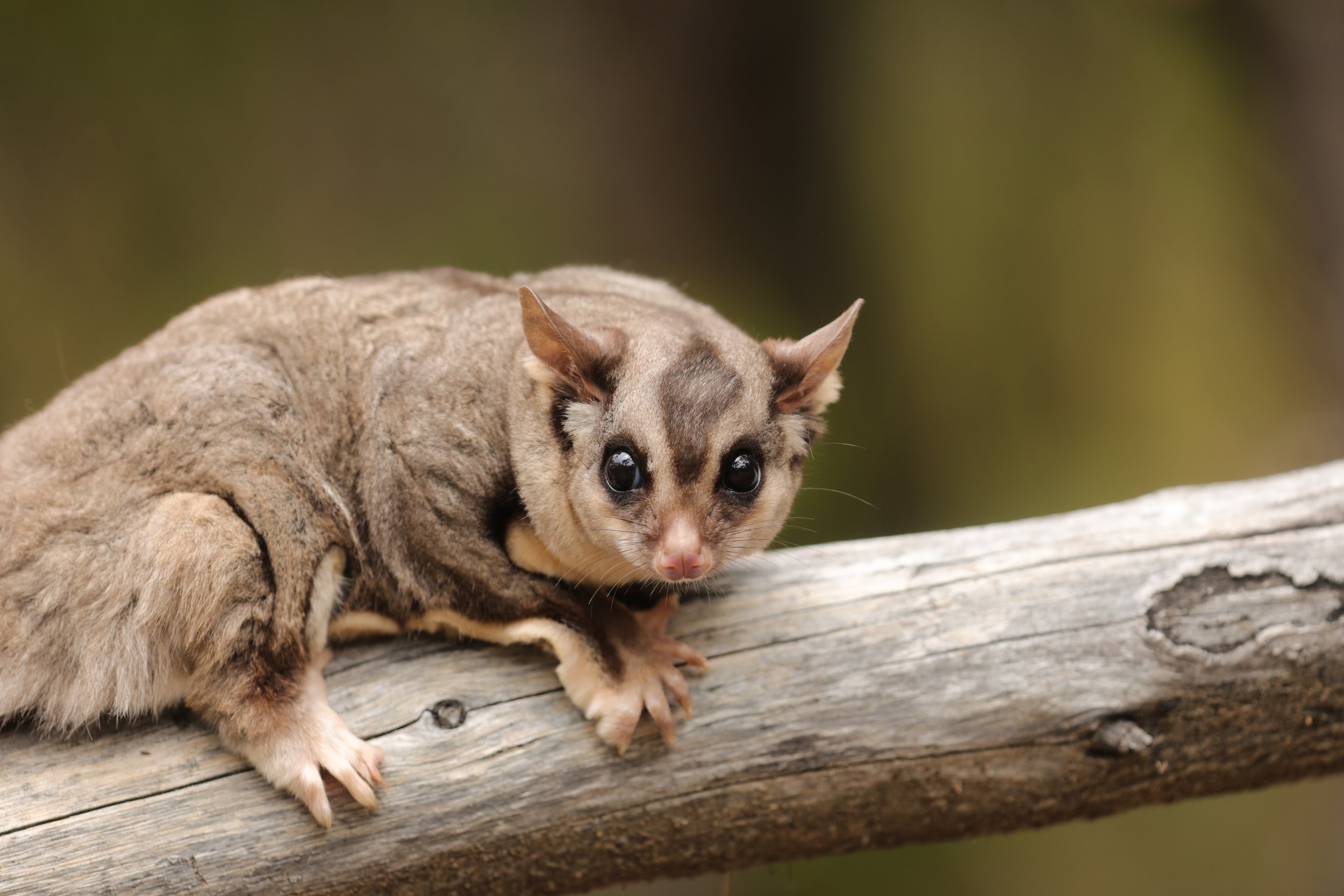 Close-up of a squirrel glider with large, dark eyes, short ears, and a pink nose, resting on a weathered wooden surface with a blurred green background.
