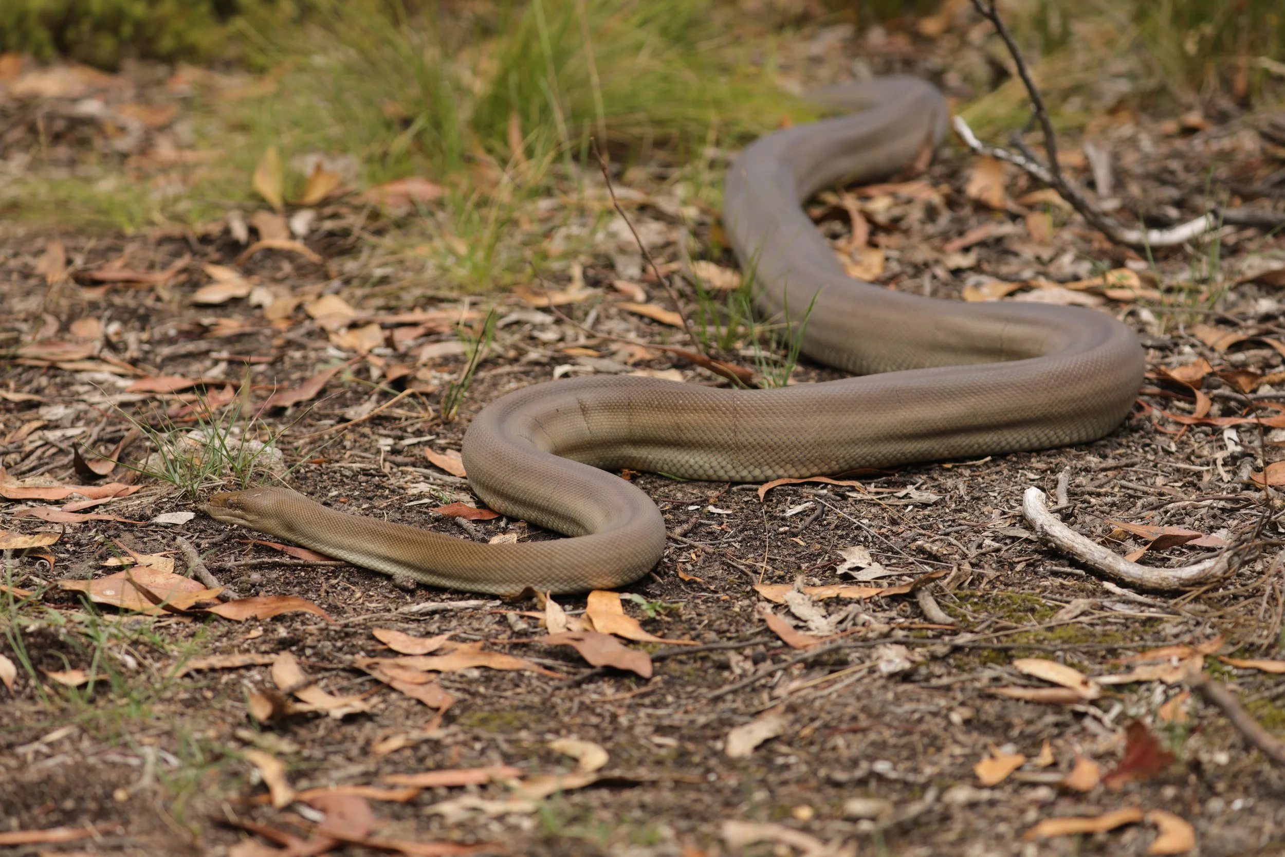 A large snake on the forest ground among fallen leaves and small plants.