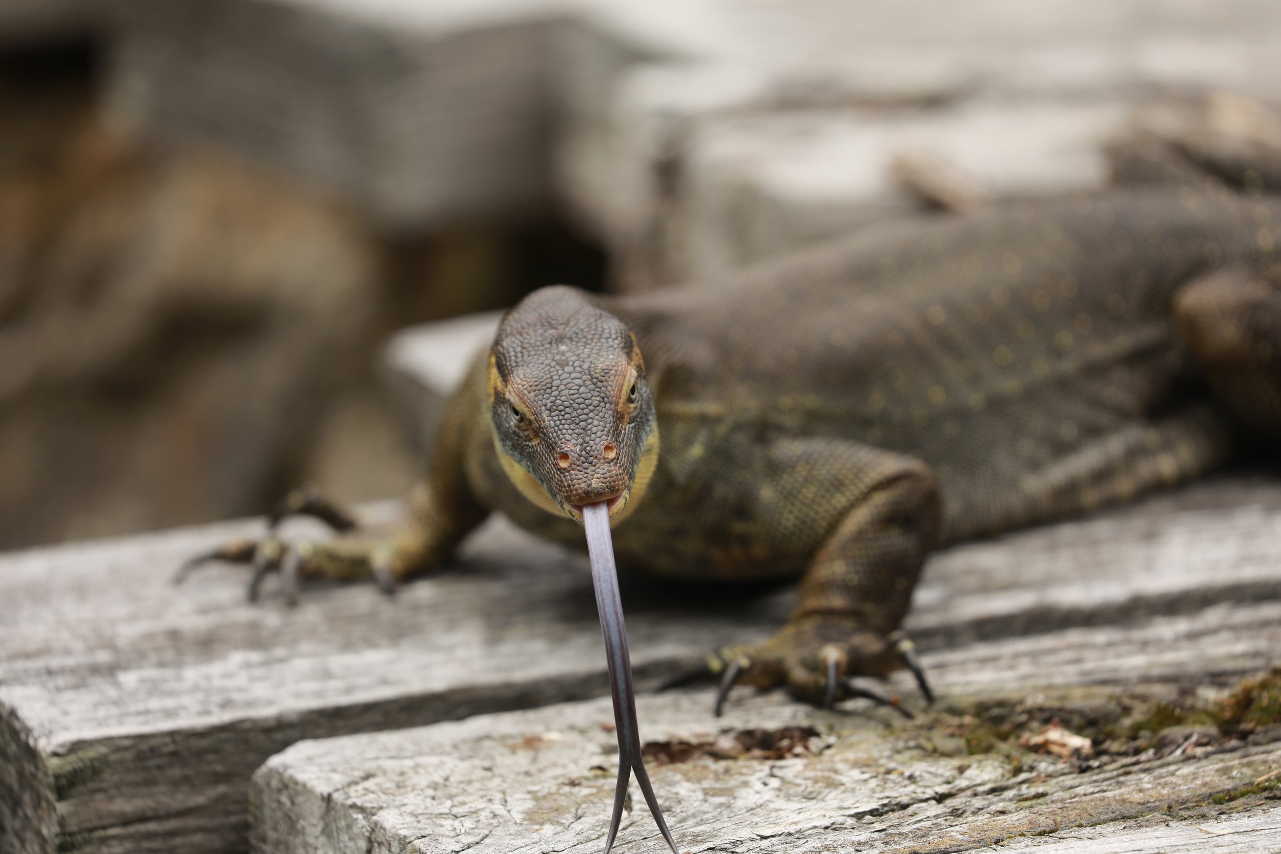 A close-up of a lizard with textured skin on a weathered wooden surface, licking its nose with its tongue.
