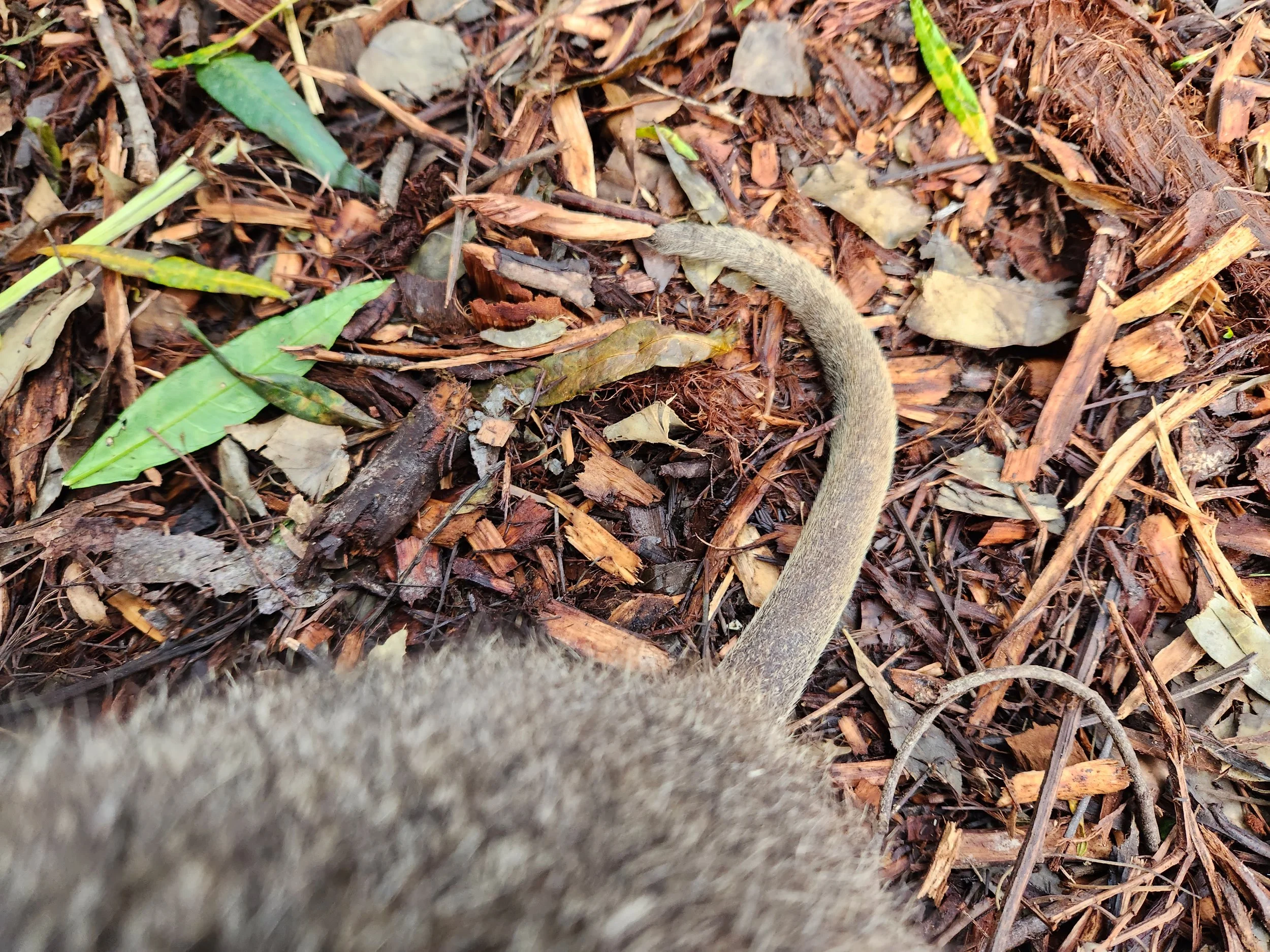 Close-up of a forest floor covered with leaves, twigs, and bark, featuring a Quokka's tail.