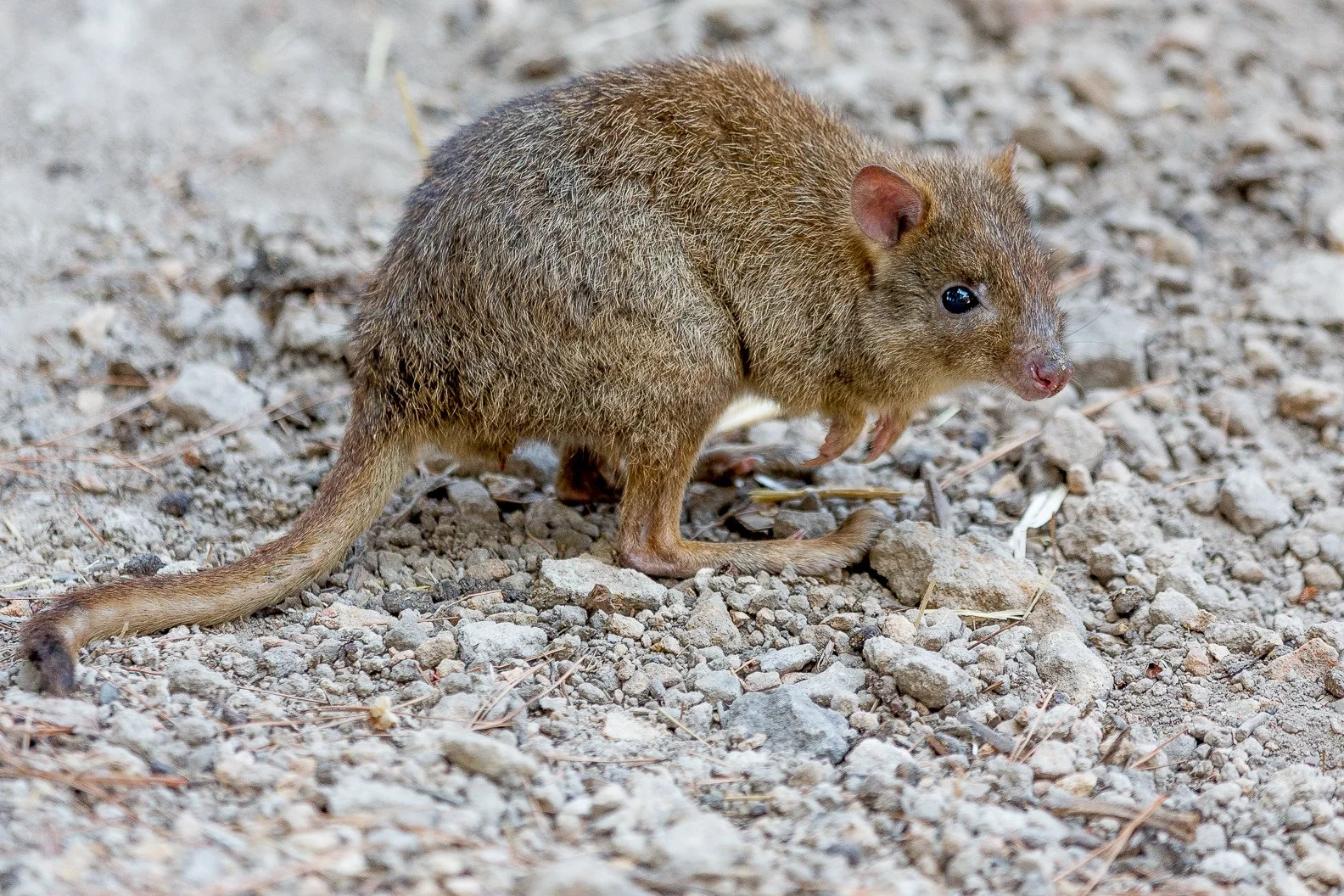 A woylie with brown fur, a pointed nose, and black eyes, walking on rocky ground.