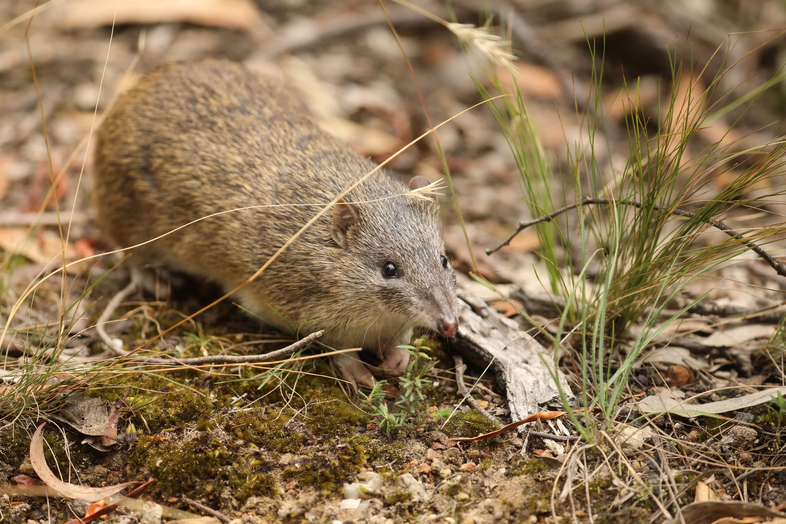A small brown bandicoot on the ground in a natural setting with grass, twigs, and leaves.