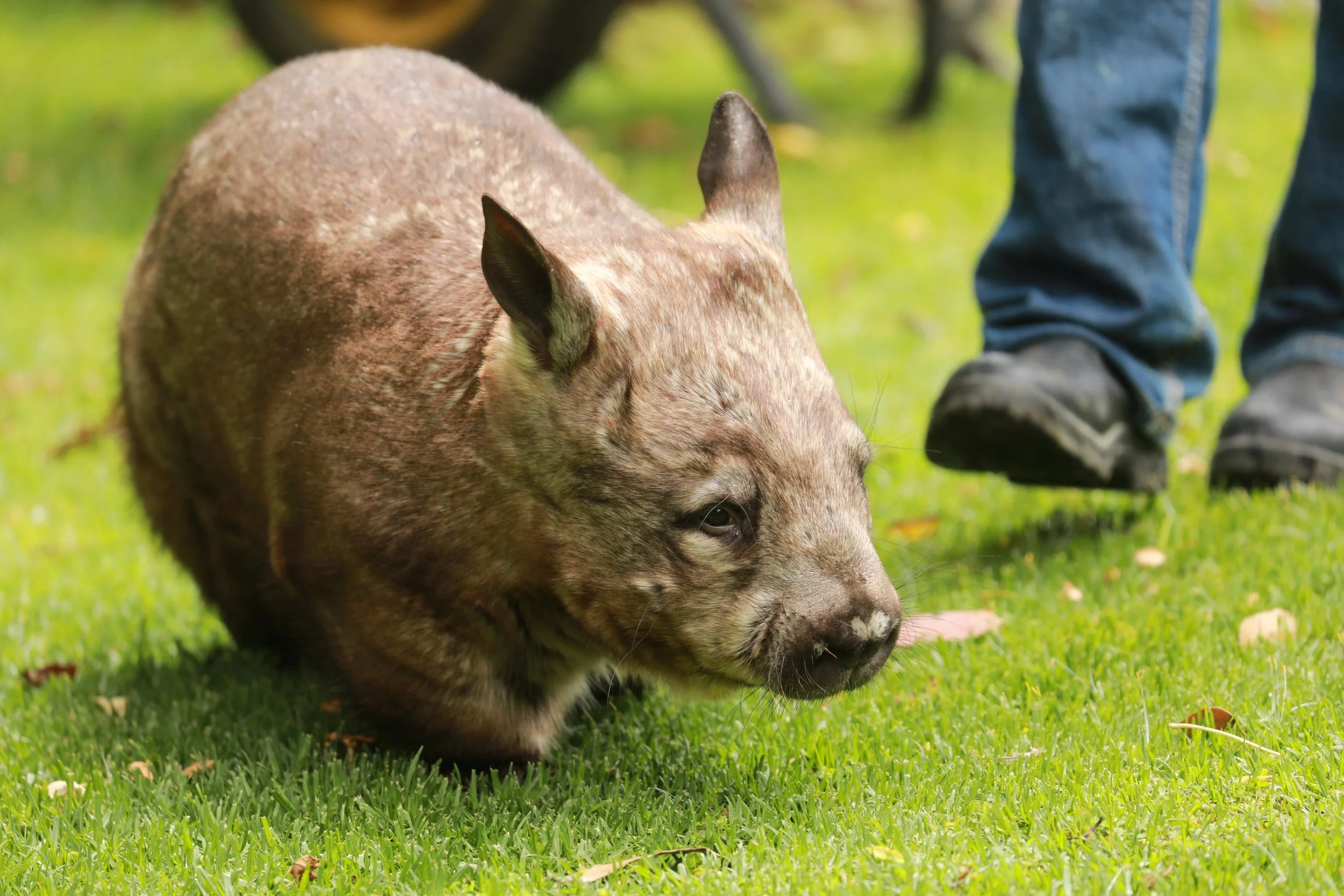 A wombat lying on green grass
