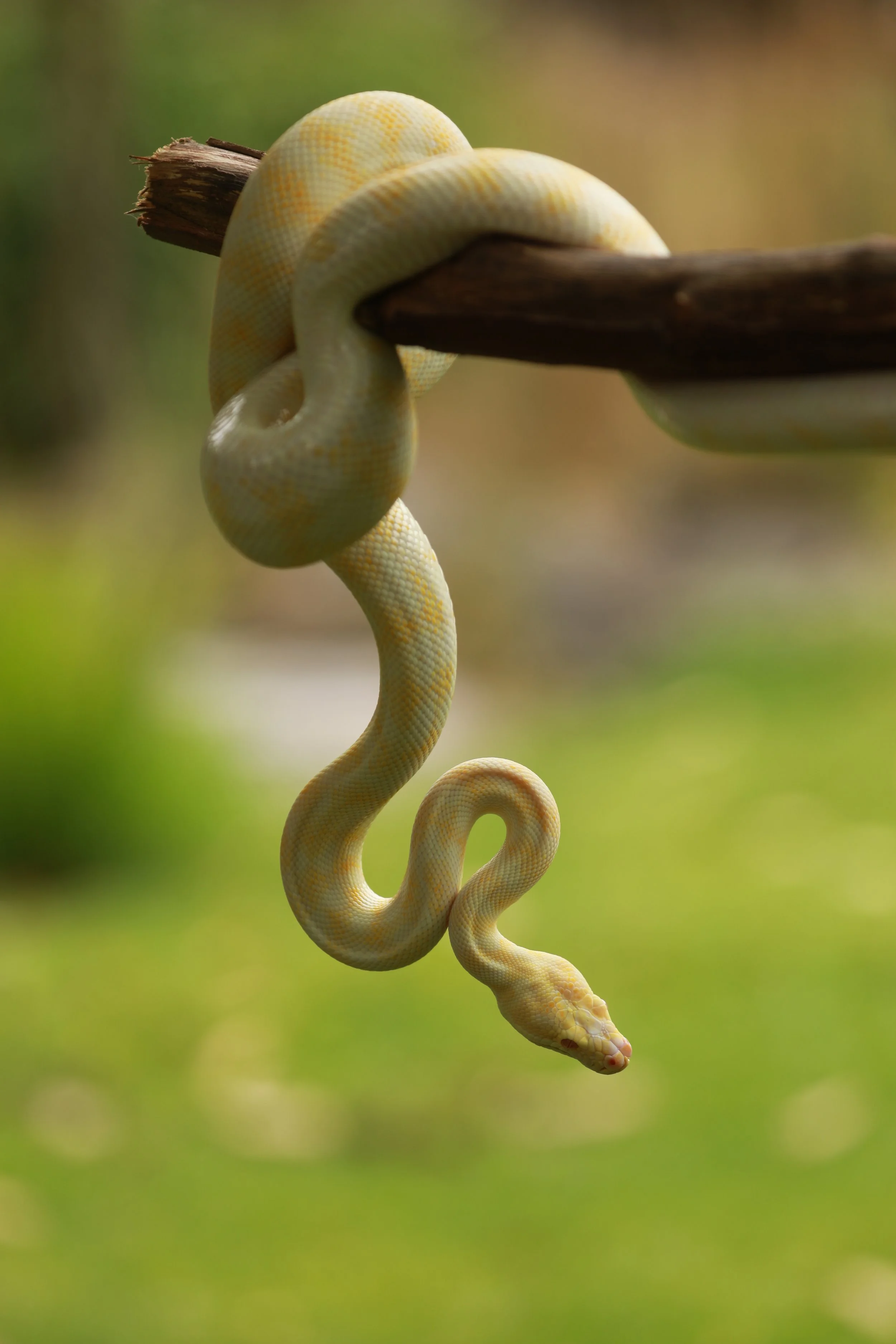 A pale yellow albino python snake hanging from a tree branch in a natural setting.