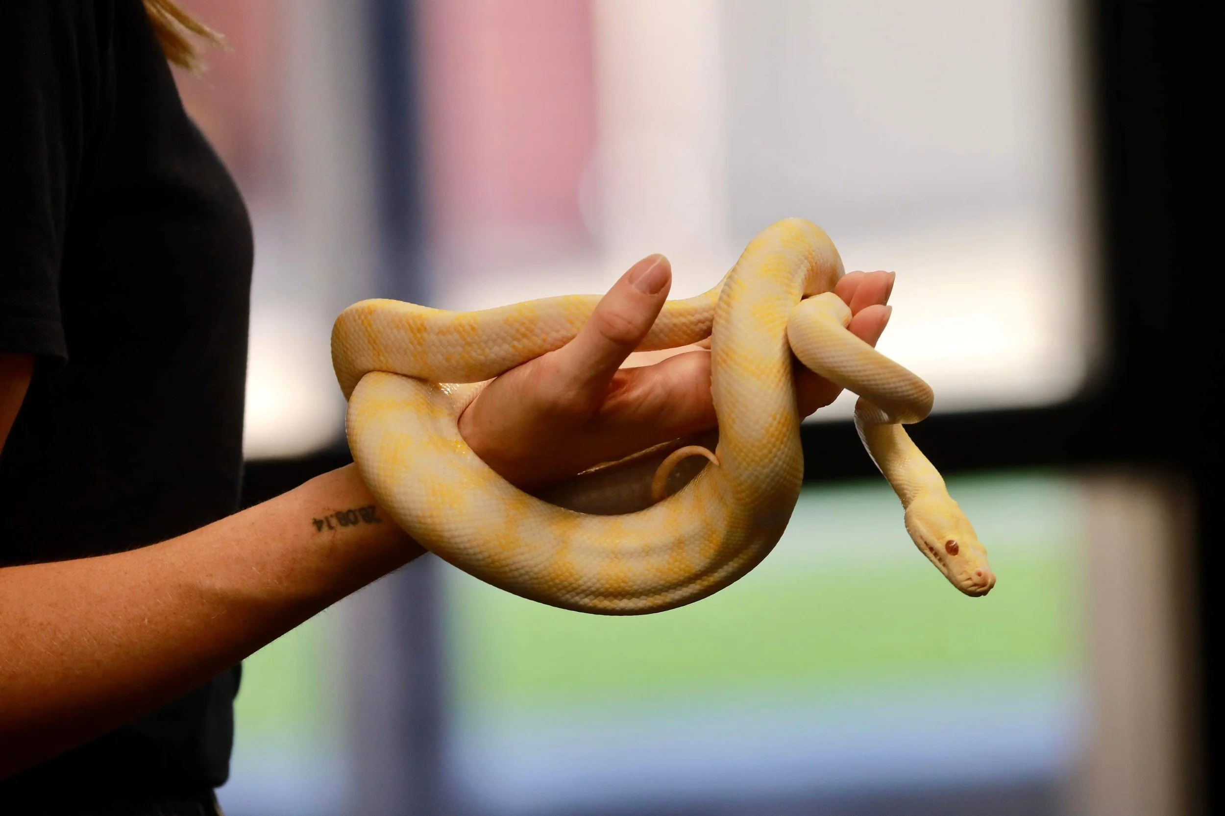 Person holding a yellow and white python indoors with a blurred background.