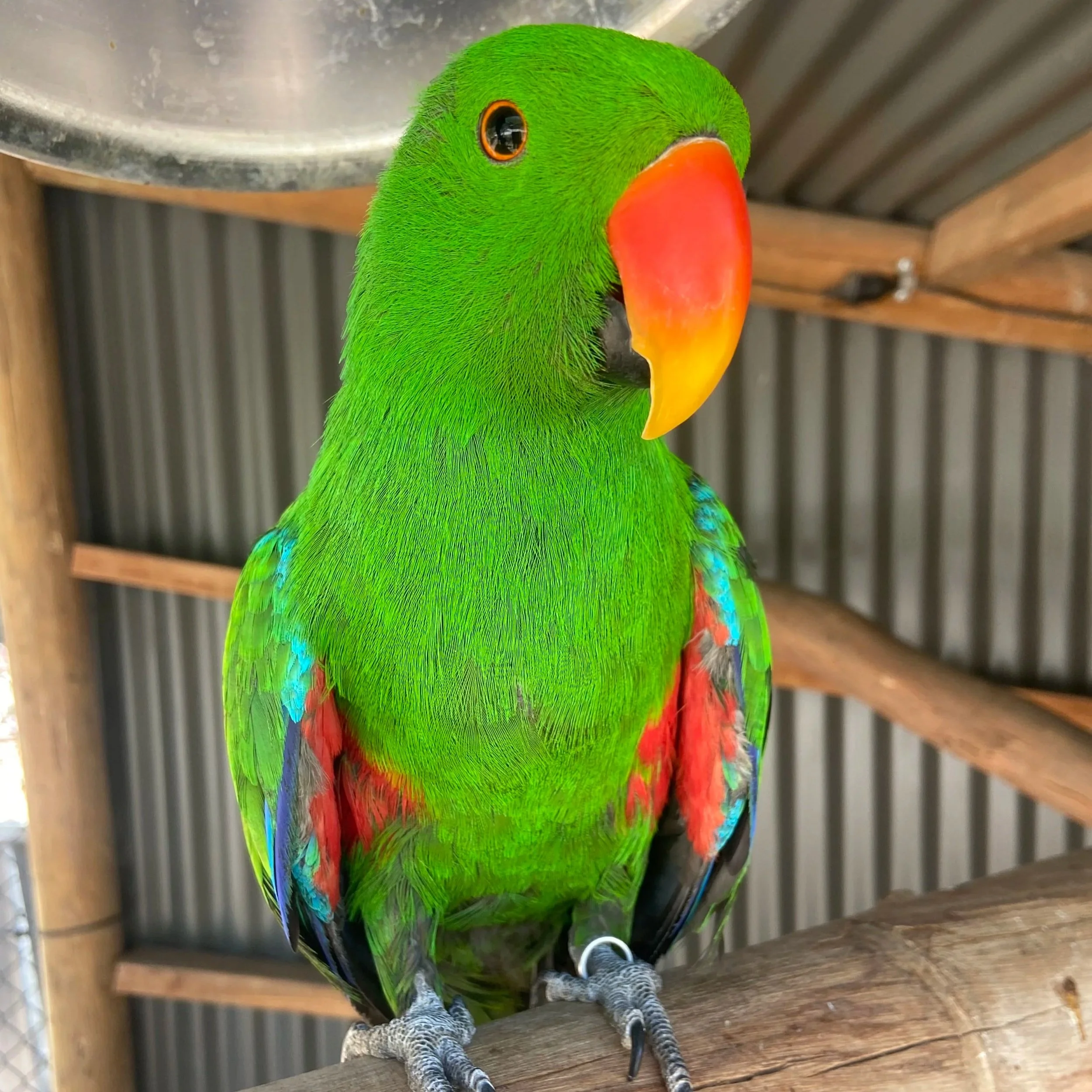 Close-up of a colorful, green eclectus parrot with a bright orange beak, perched on a wooden surface.