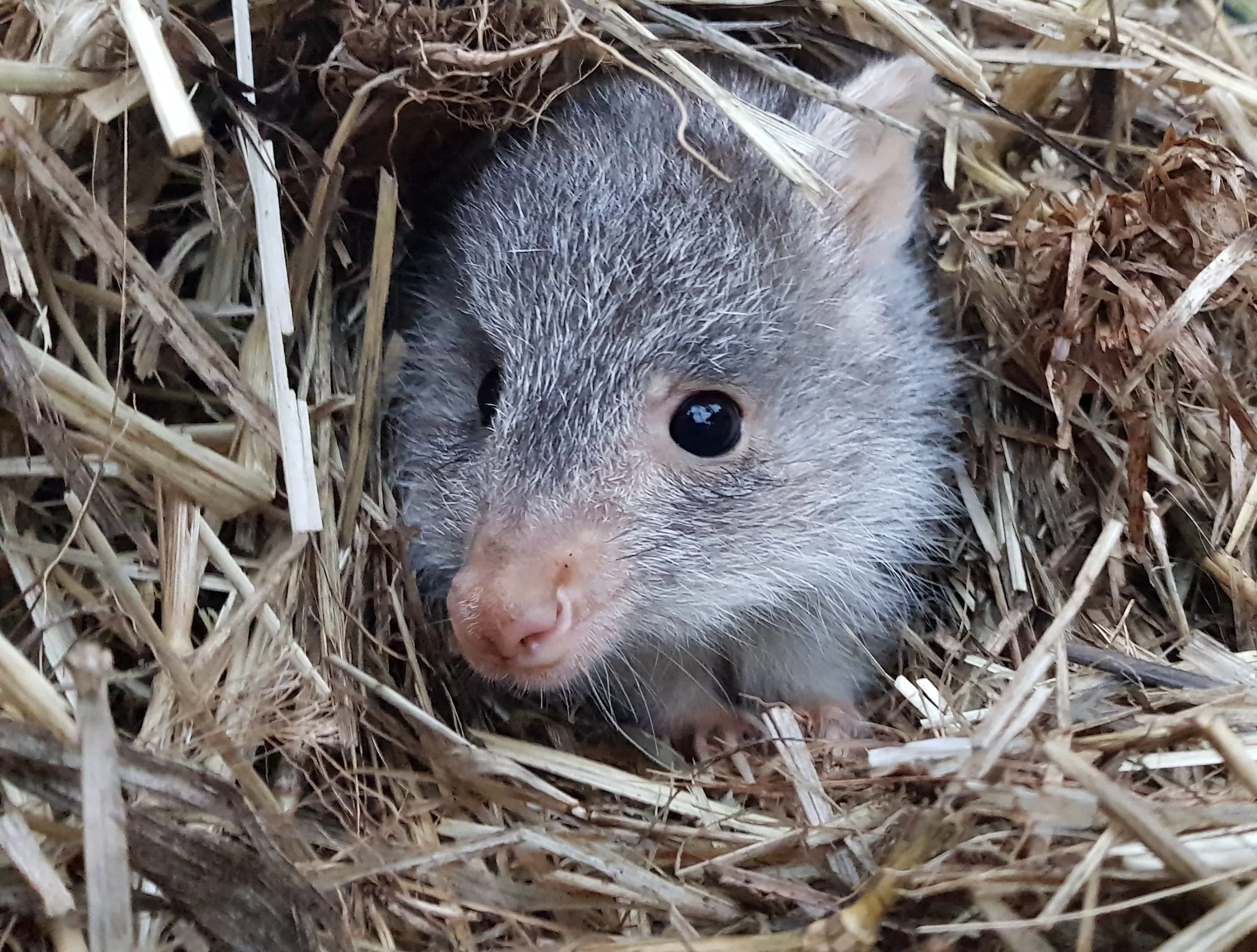 Close-up of a rufous bettong, with gray fur and a pink nose, peeking out from a hole in a bed of dry grass and straw.
