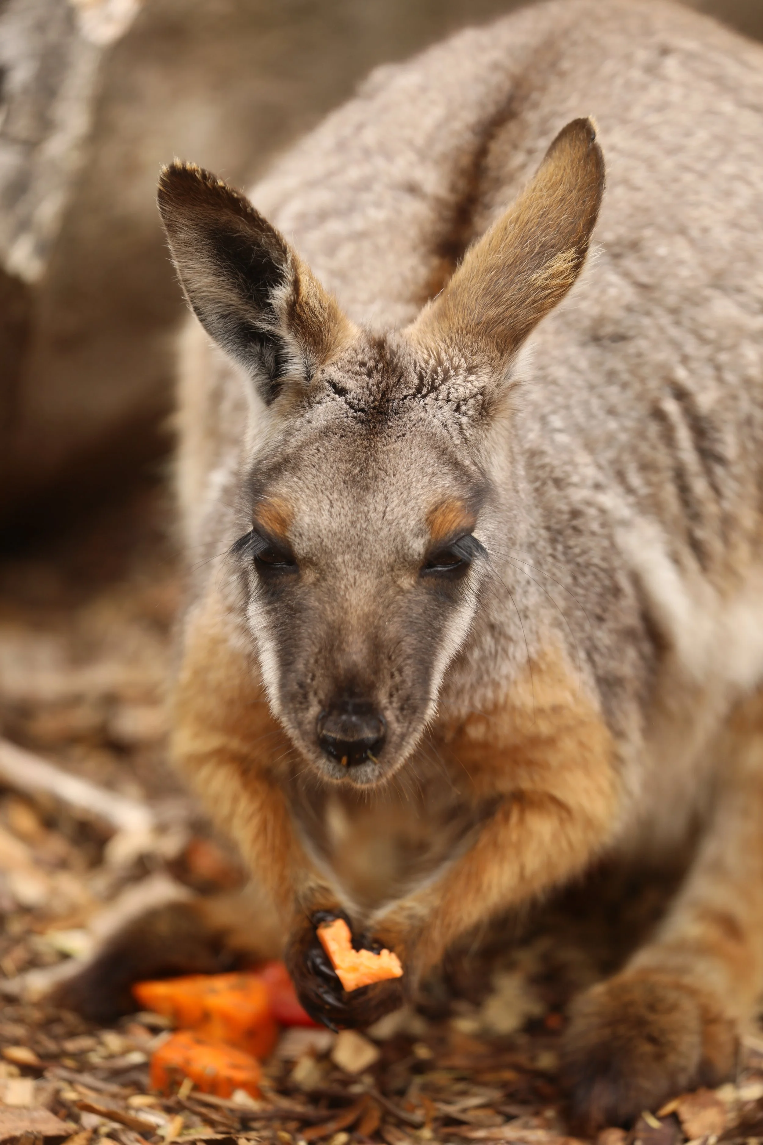 A close-up of a wallaby eating carrots on the ground.